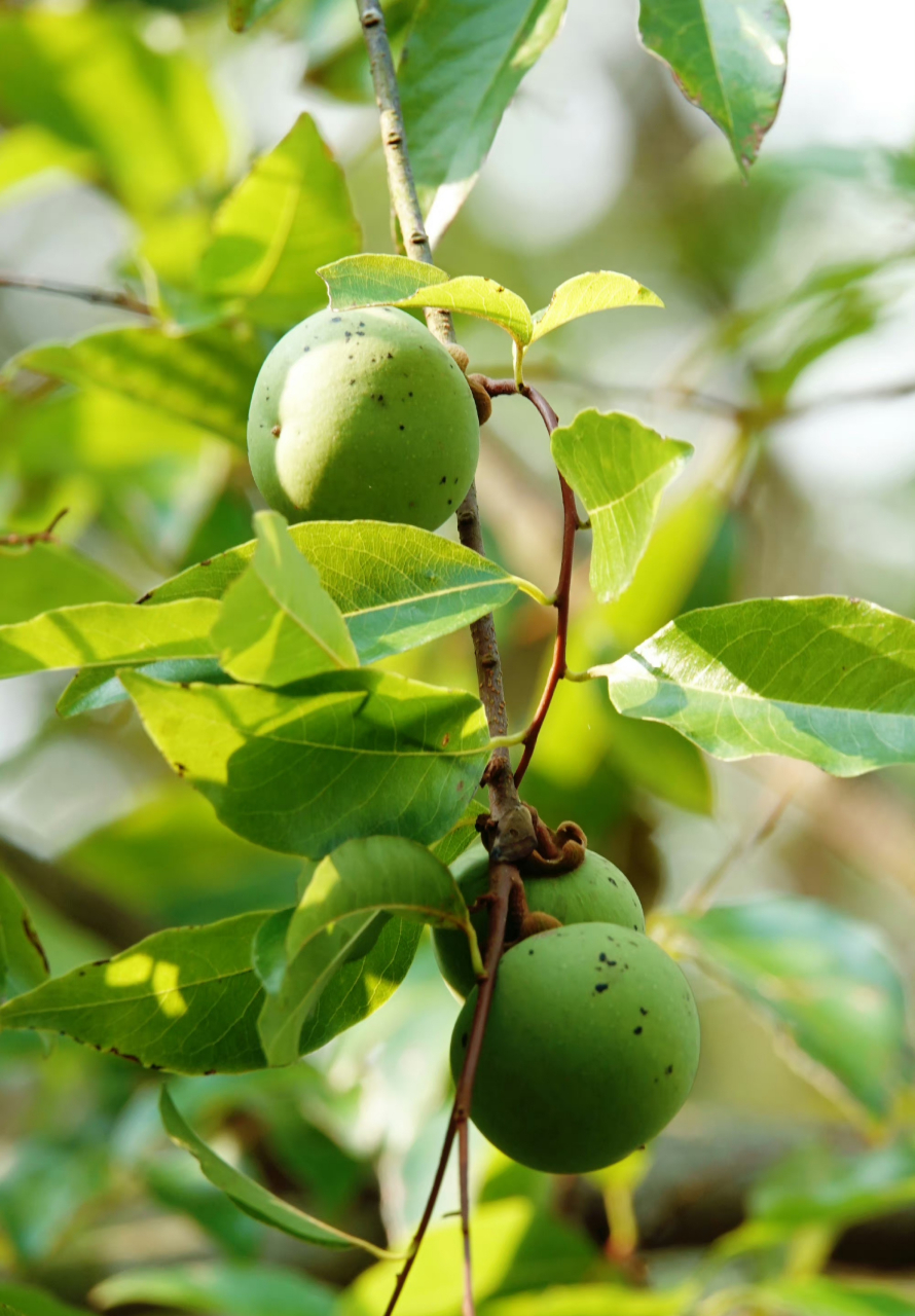 法国香杮,湛江的法国香杮是法国人从越南引种而来,故名法国香杮(原