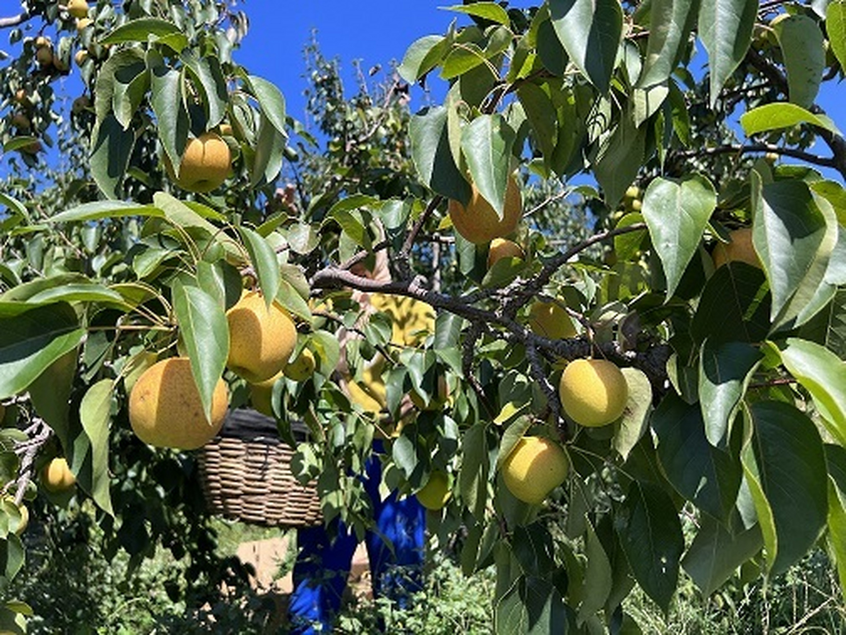 滴# #贯彻二十大辽宁在行动# #美好辽宁欢迎您# 红南果梨飘香迎丰收