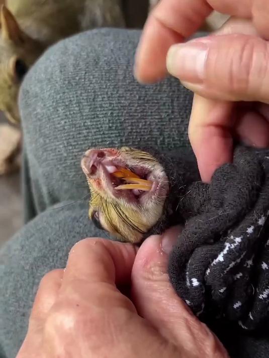 女子给松鼠修饰牙齿