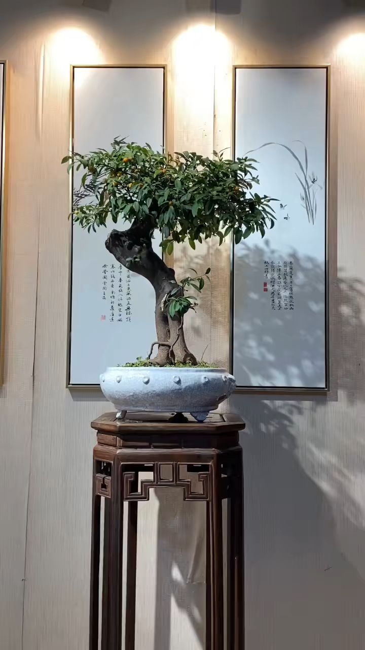 一棵漂亮的金豆盆景你喜欢吗