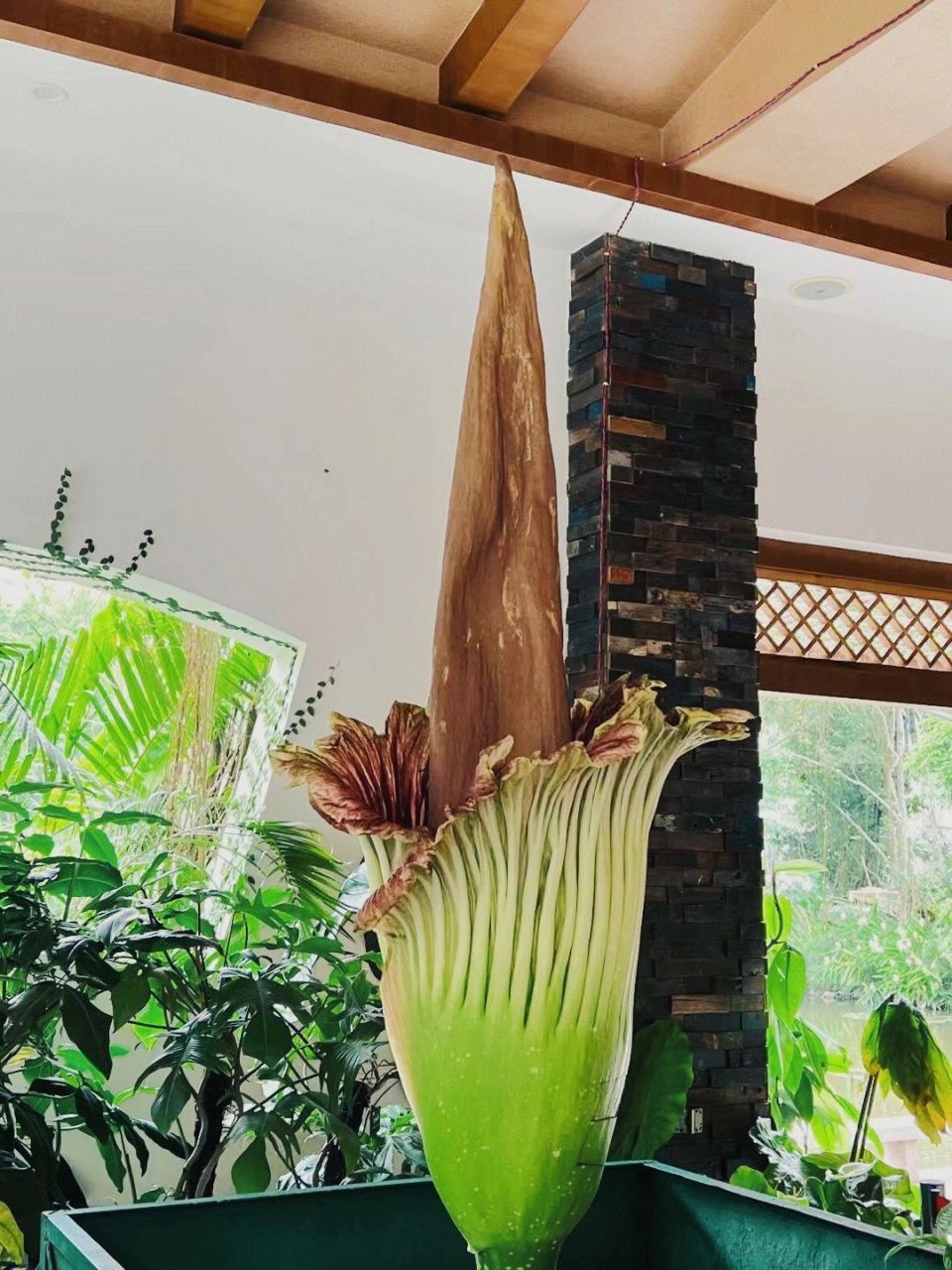 "揭秘世界最臭花泰坦魔芋"它的神秘传说与孤独而短暂  它叫泰坦魔芋