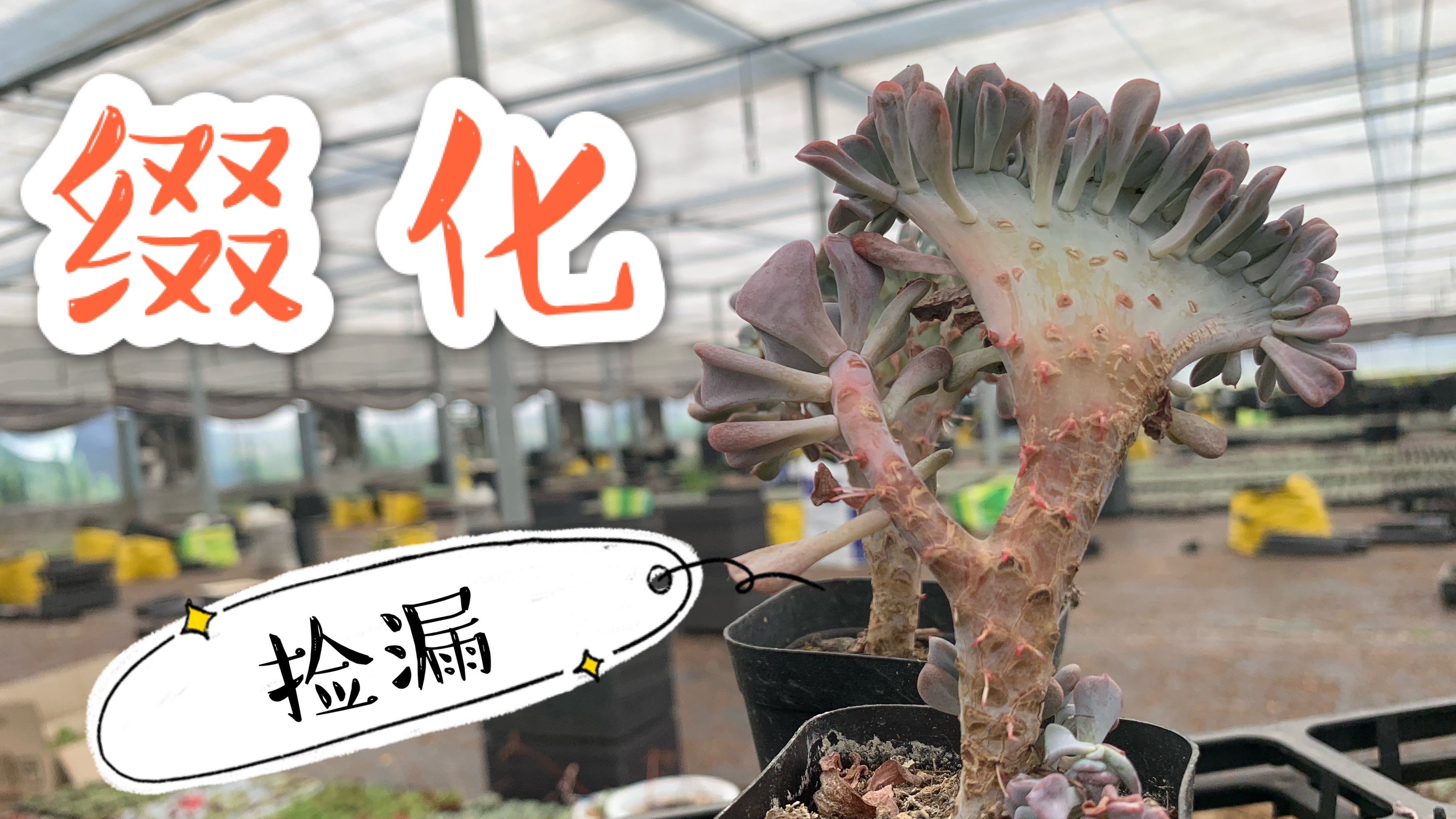 40度的高温在多肉大棚里捡漏 绮罗月光女神雪精灵的缀化全部买光
