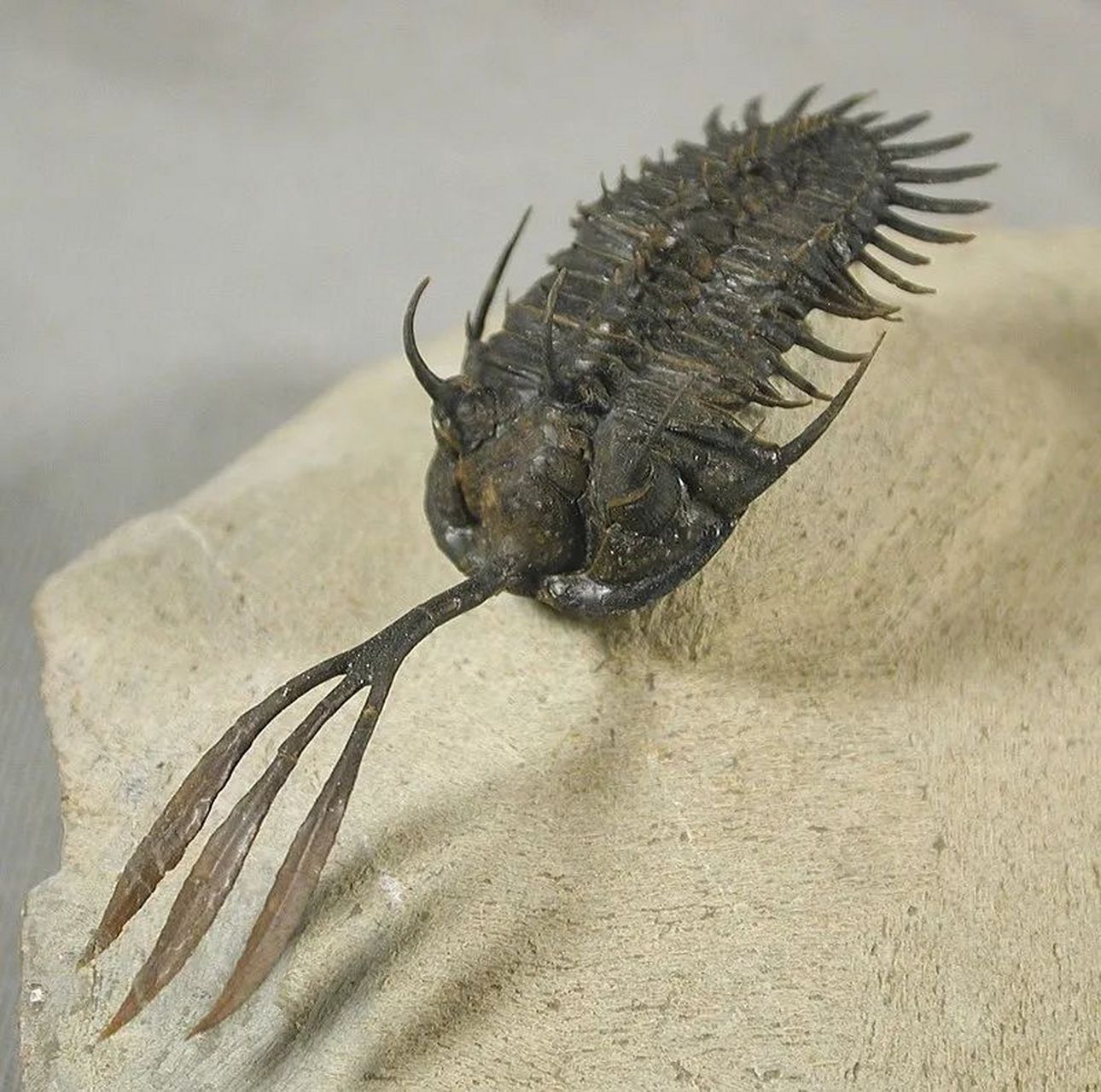 远古生物探秘——三叉戟三叶虫 三叉戟三叶虫生活在约4.19亿年前-3.