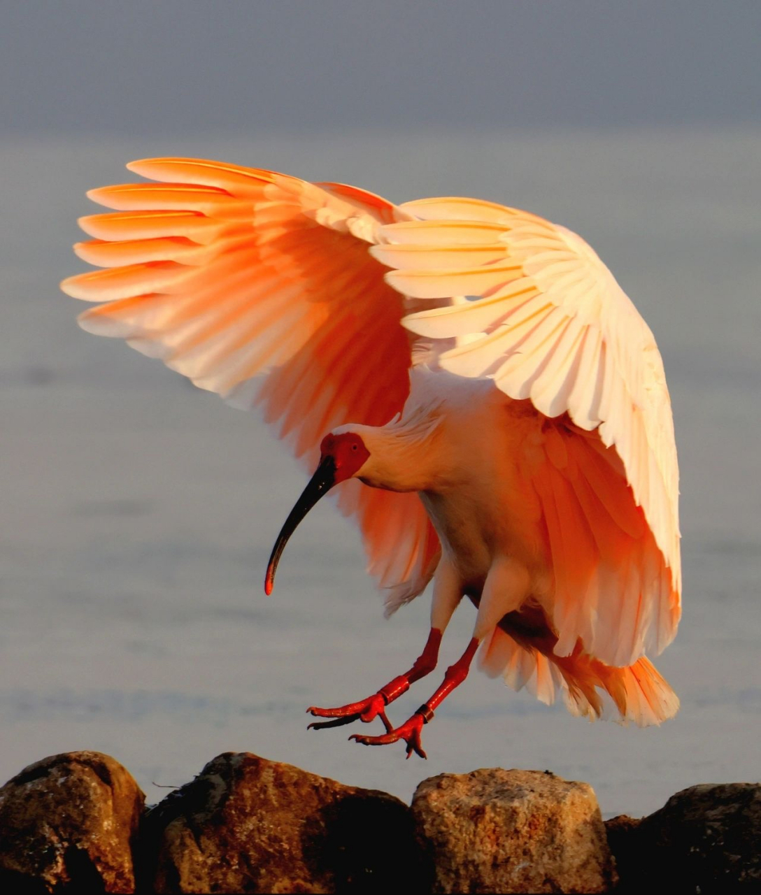 在古代中国,朱鹮和喜鹊被并列为"吉祥之鸟",能够为人们带来祥瑞的鸟儿