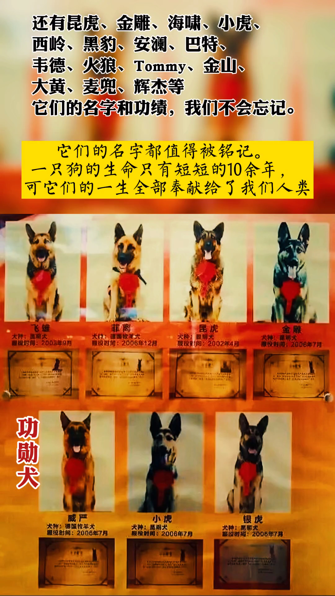 67只功勋犬离世,他们曾守护我们的平安