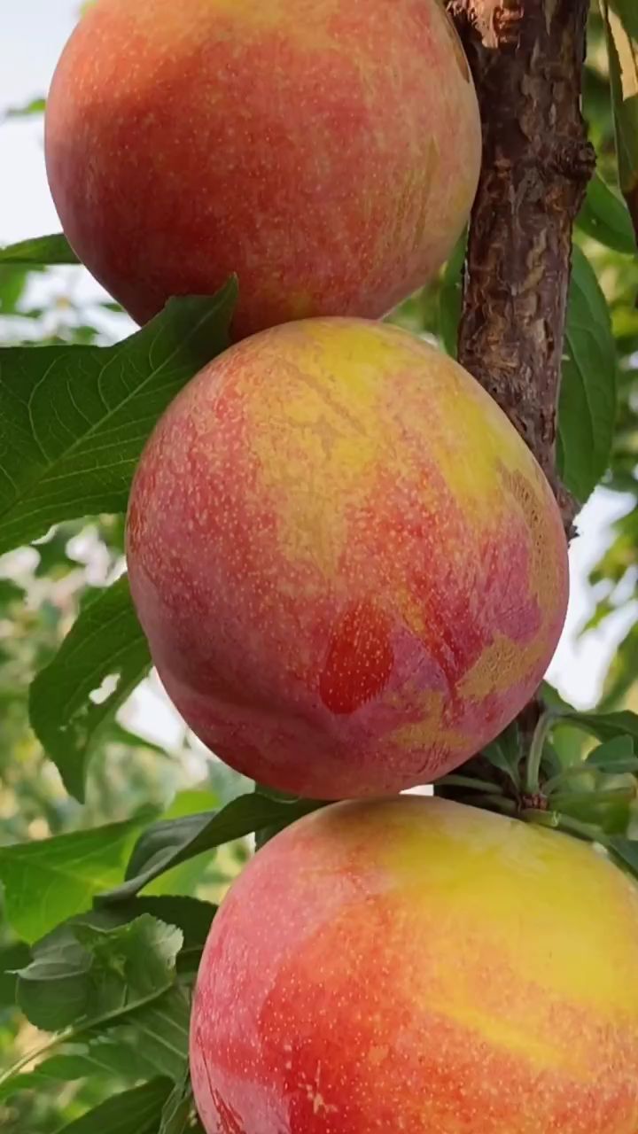 大红袍李子苗,晚熟品种,口感超甜