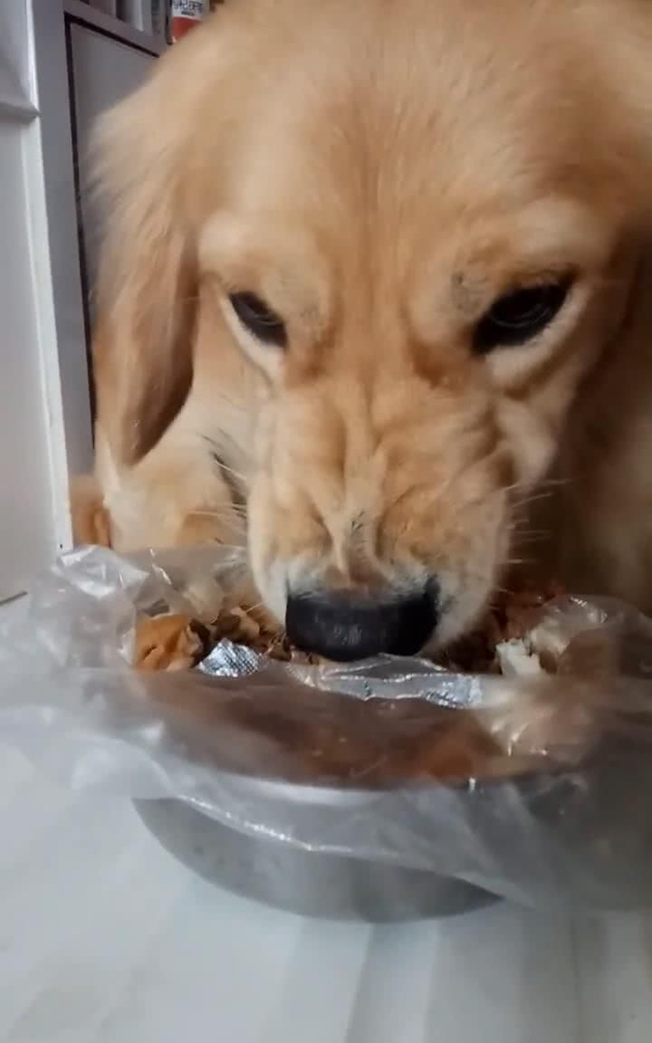 女人还是喂养小型犬较合适,金毛犬不太适合女人喂养,原因很客观