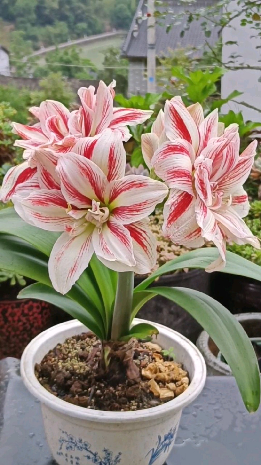 朱顶红·明亮妮芙复花了,又妖又艳