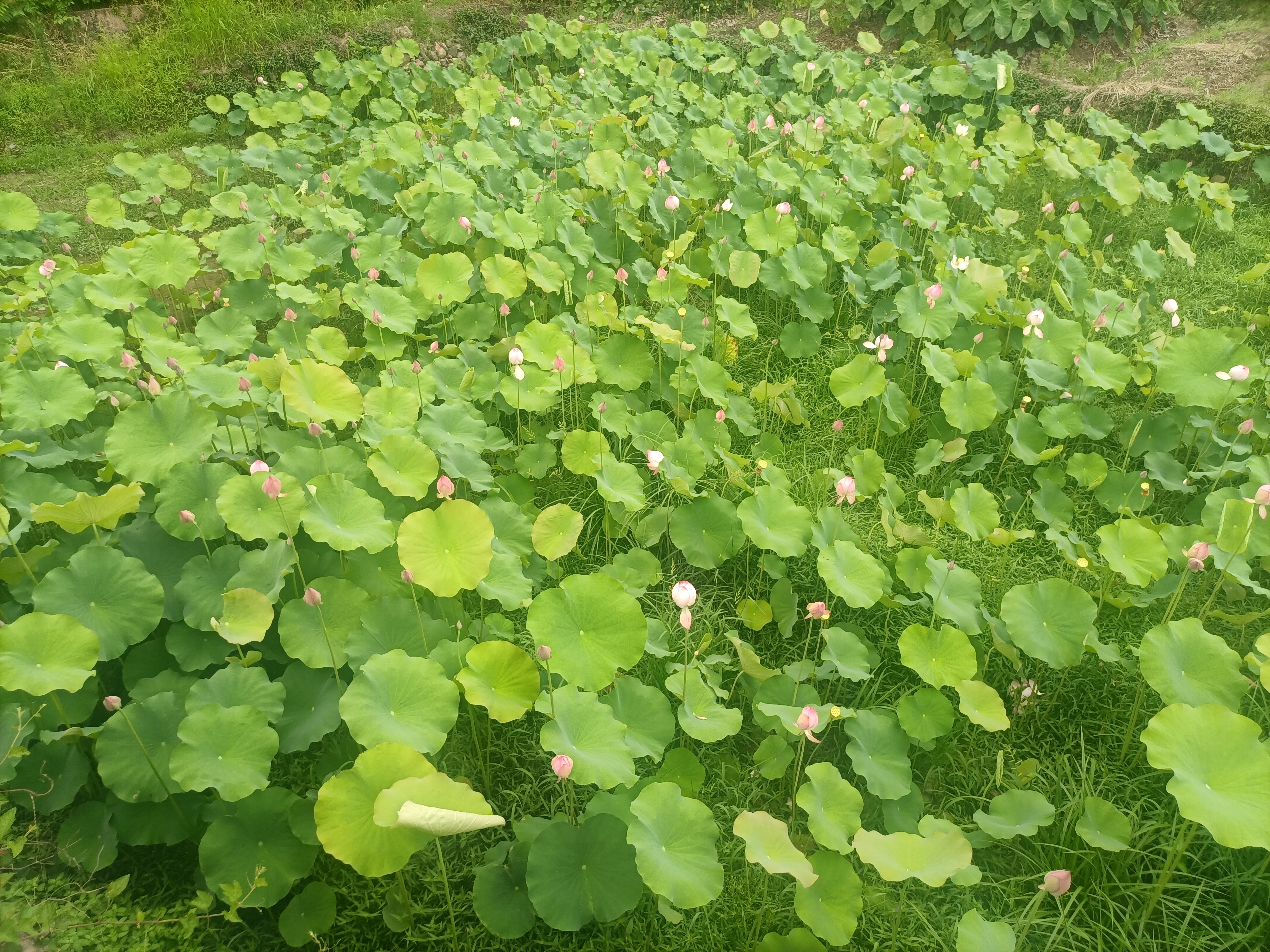 荷花,荷叶,池塘,美!忍不住驻足