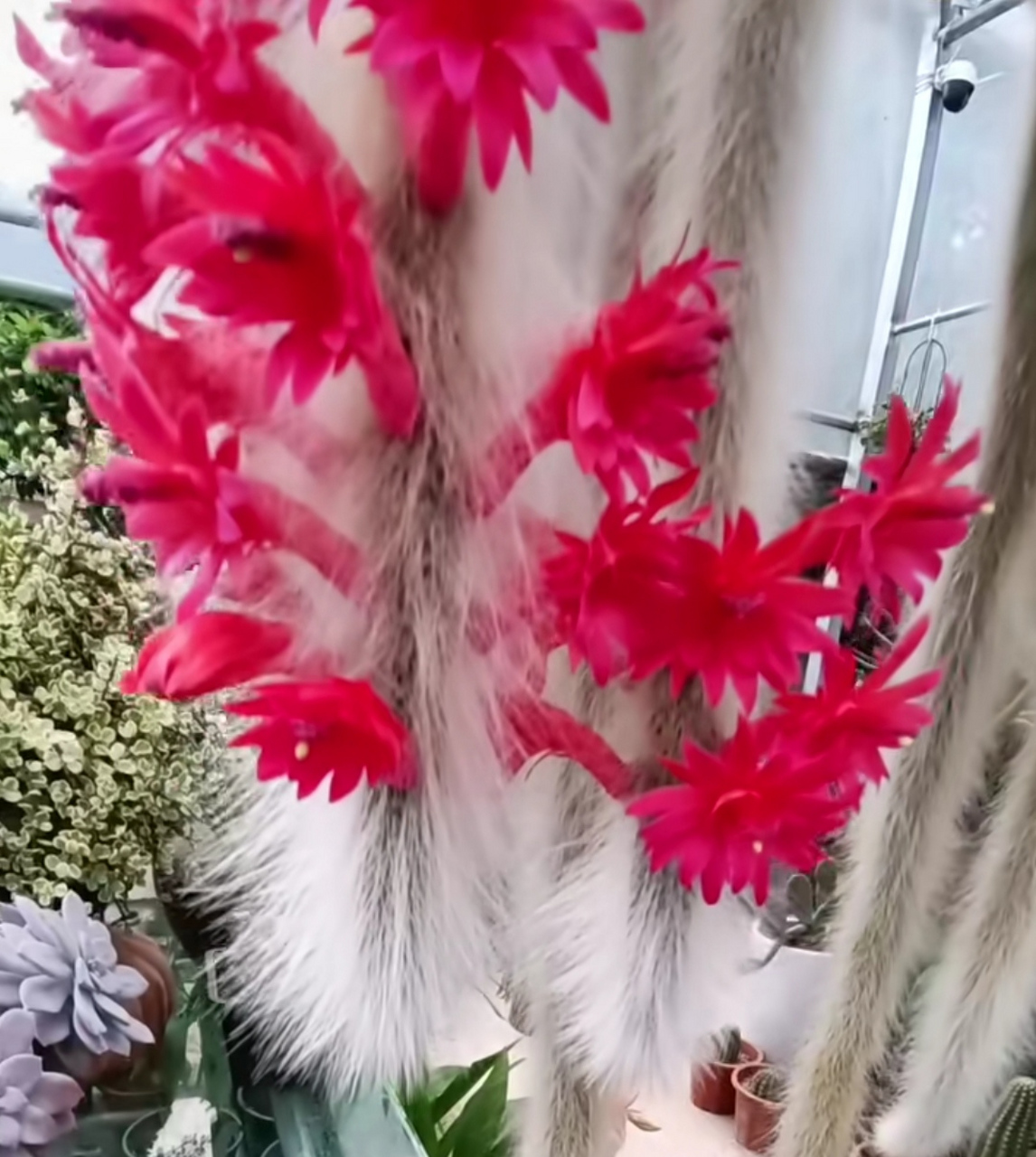 九尾狐开花了,但看上去像是假的[捂脸],你们的九尾狐开花了吗