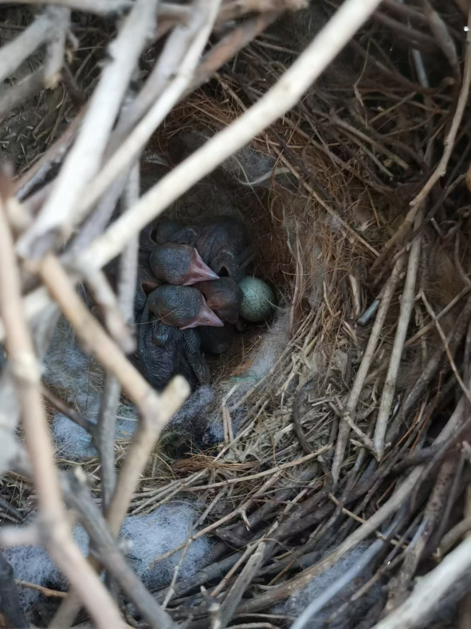 朋友家的窗台喜鹊妈妈从搭窝生蛋,孵出喜鹊宝宝,再到今天小喜鹊们全部
