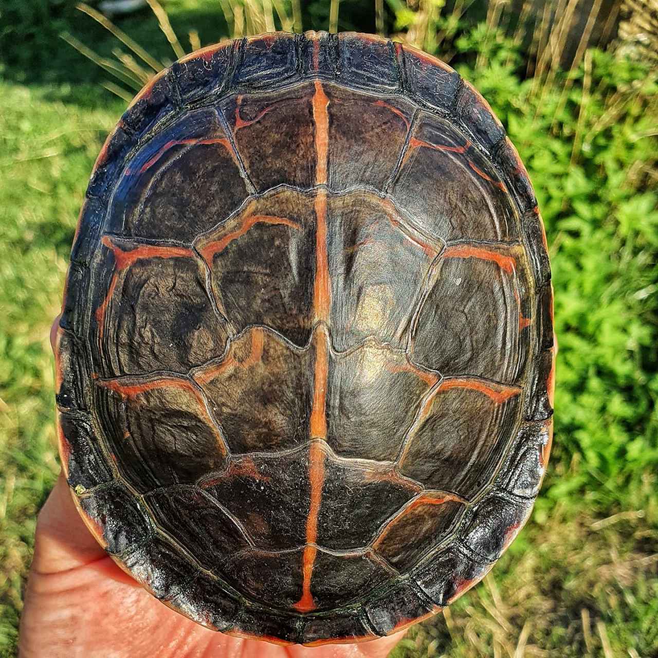 9798小技巧:火焰龟如何分辨公母98  98你有没有遇到过无法