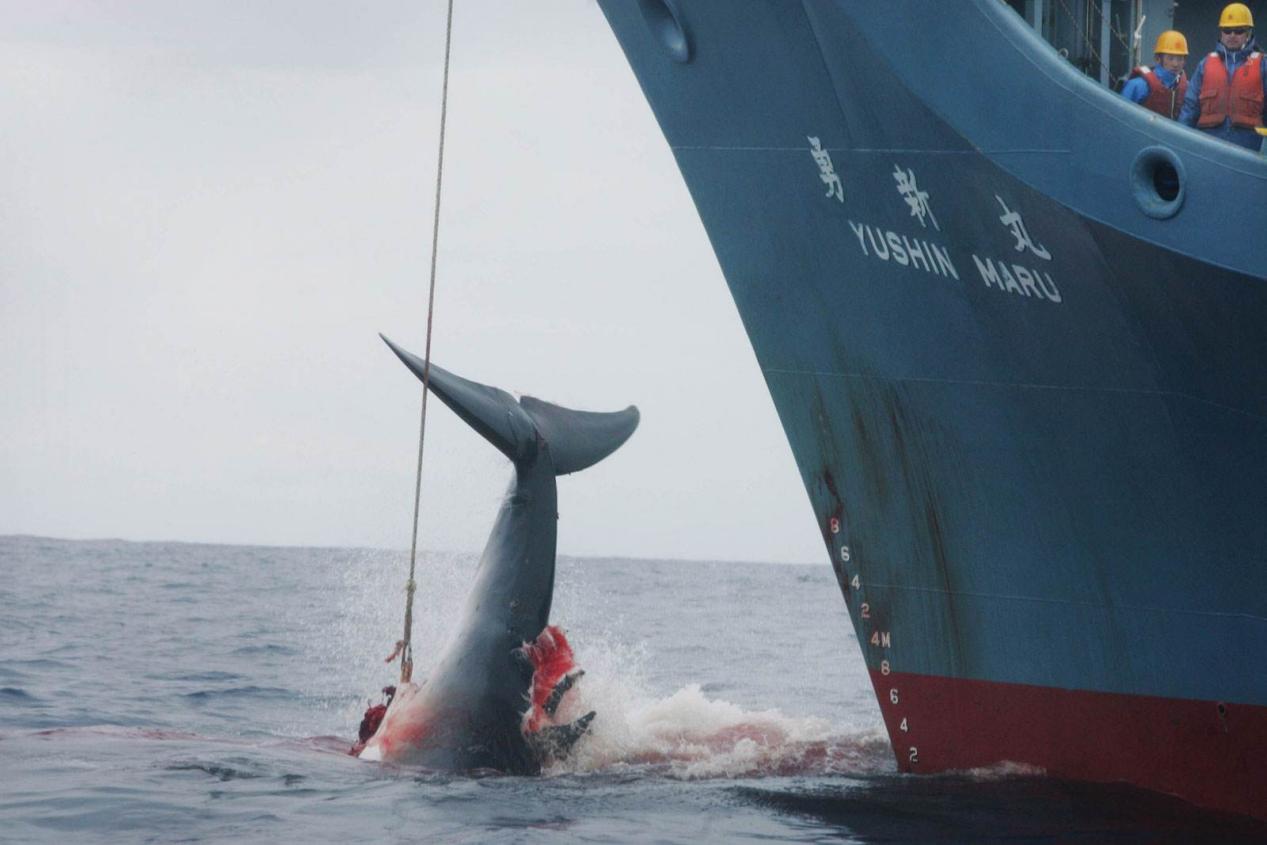 鲸鱼挽歌,半个世纪上百万头被捕杀!日本准备重启商业捕鲸