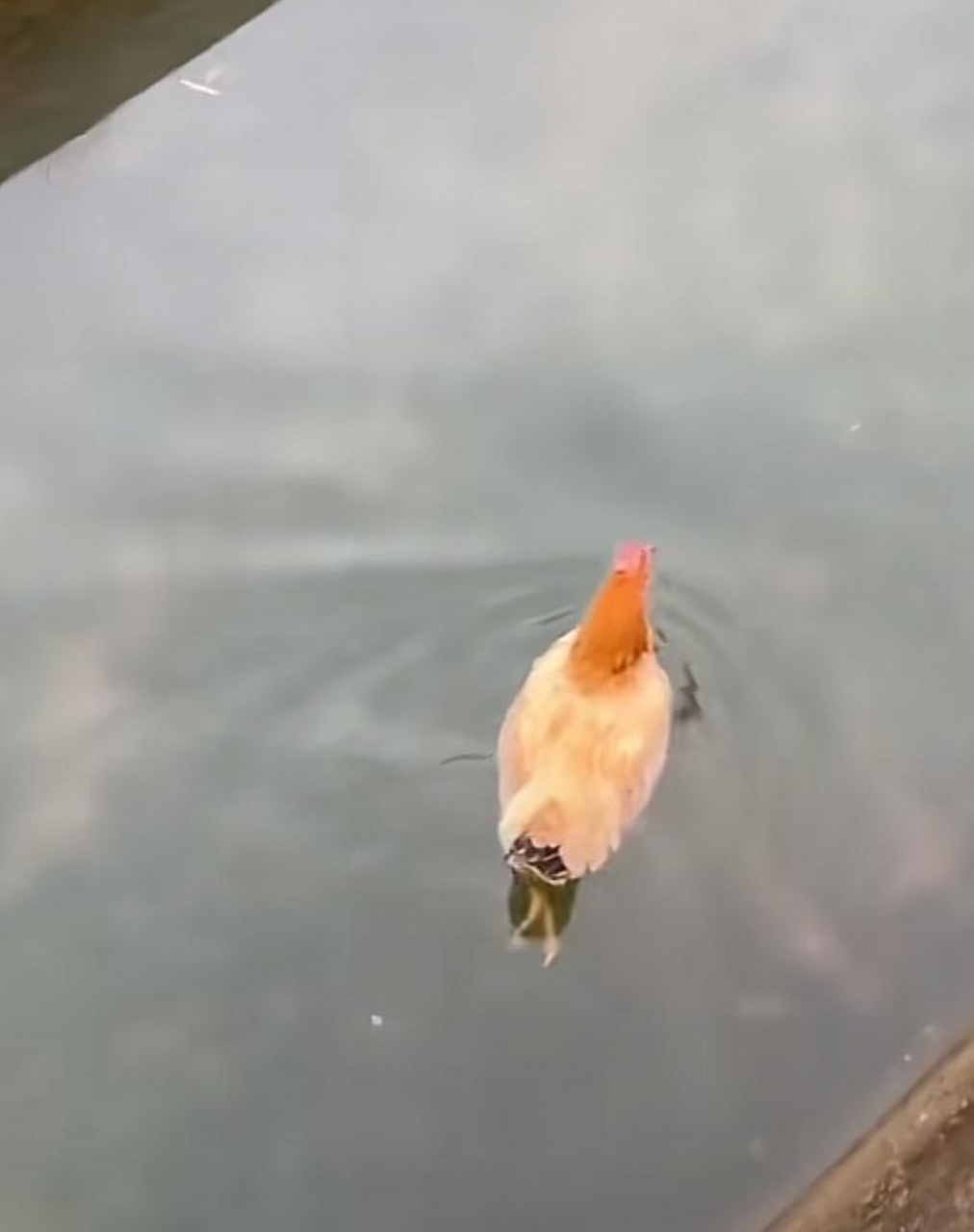 只知道鸭子会游泳,鸡游泳还是第一次见