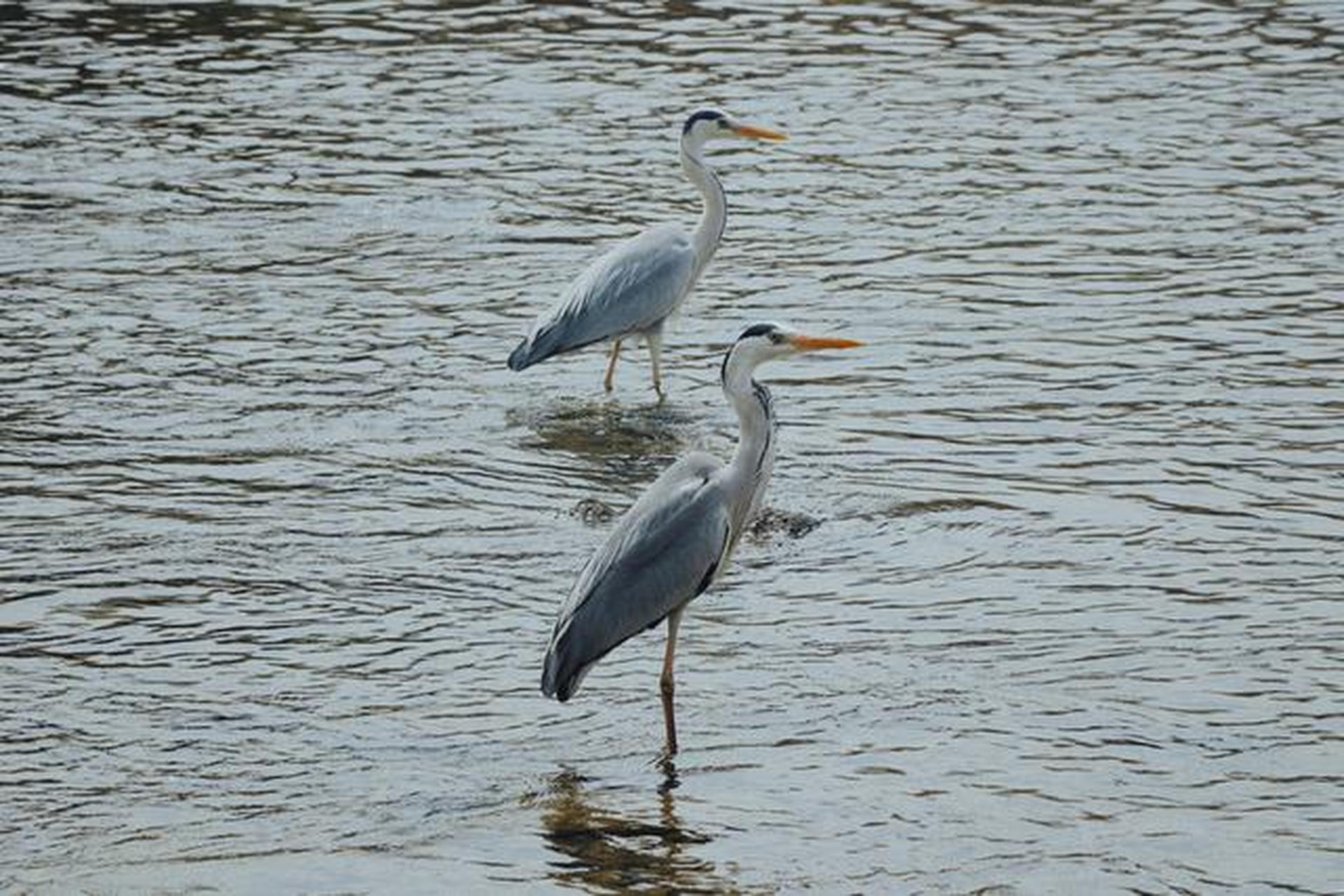 每日读诗: 《江村晚眺》 【宋】戴复古 江头落日照平沙,潮退渔船阁岸