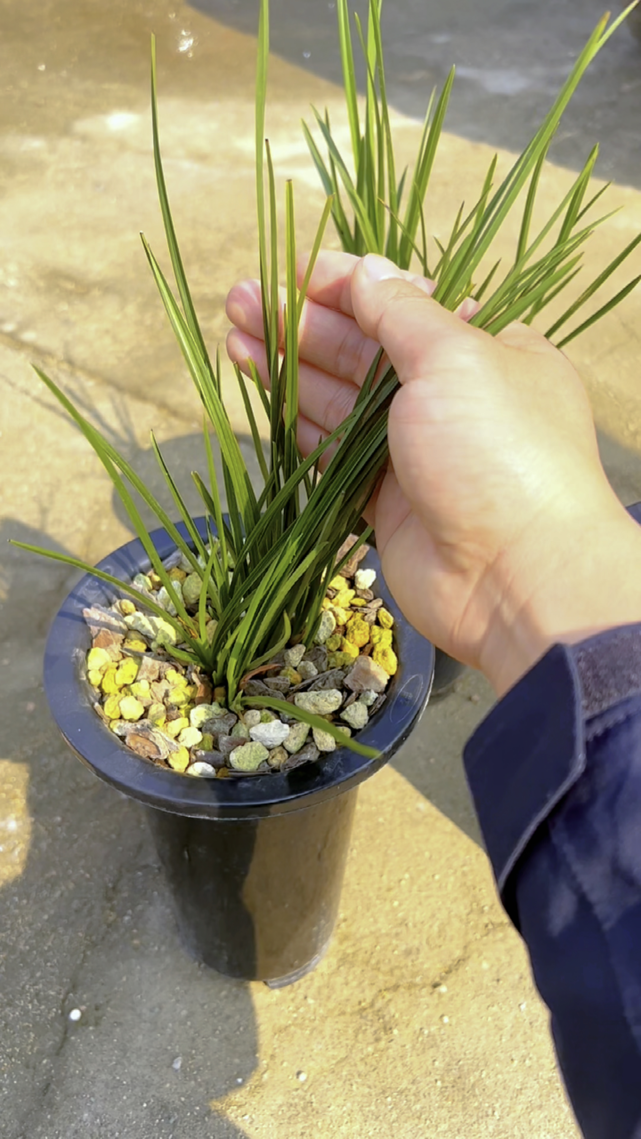 直立叶型的蕙兰矮草,几十万盆蕙兰,就挑出了这3盆