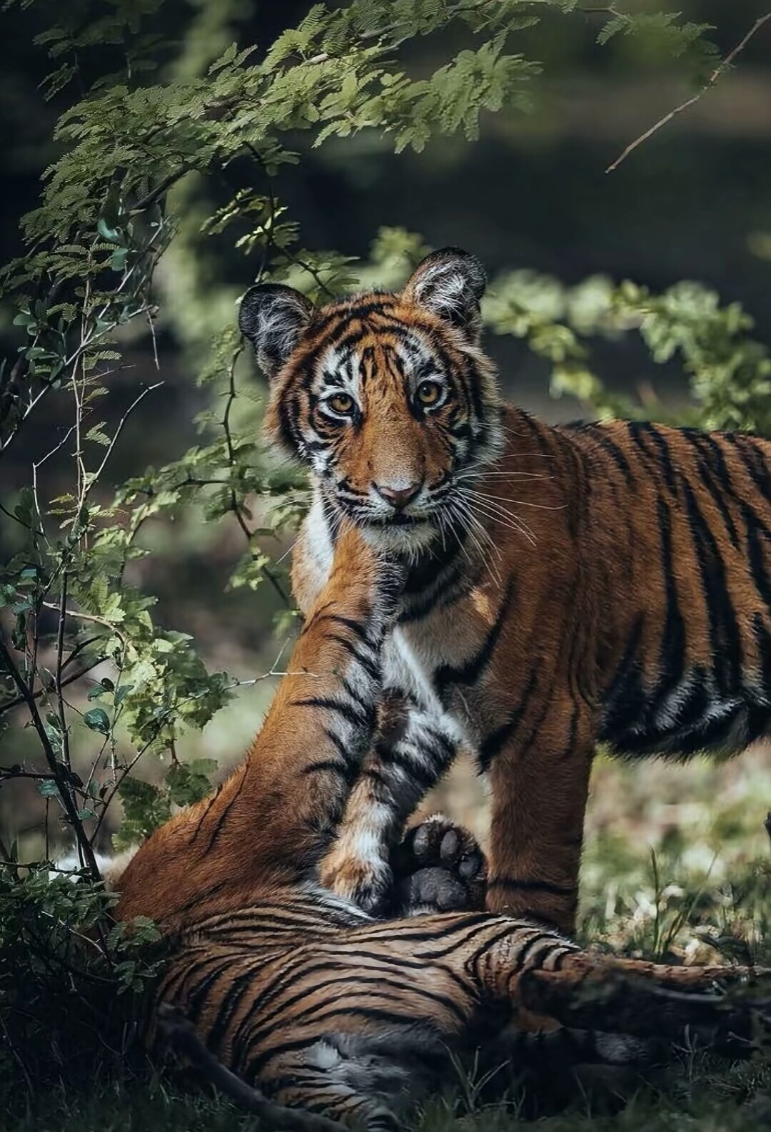 分享一组大自然的王者,凶猛霸气的老虎图集