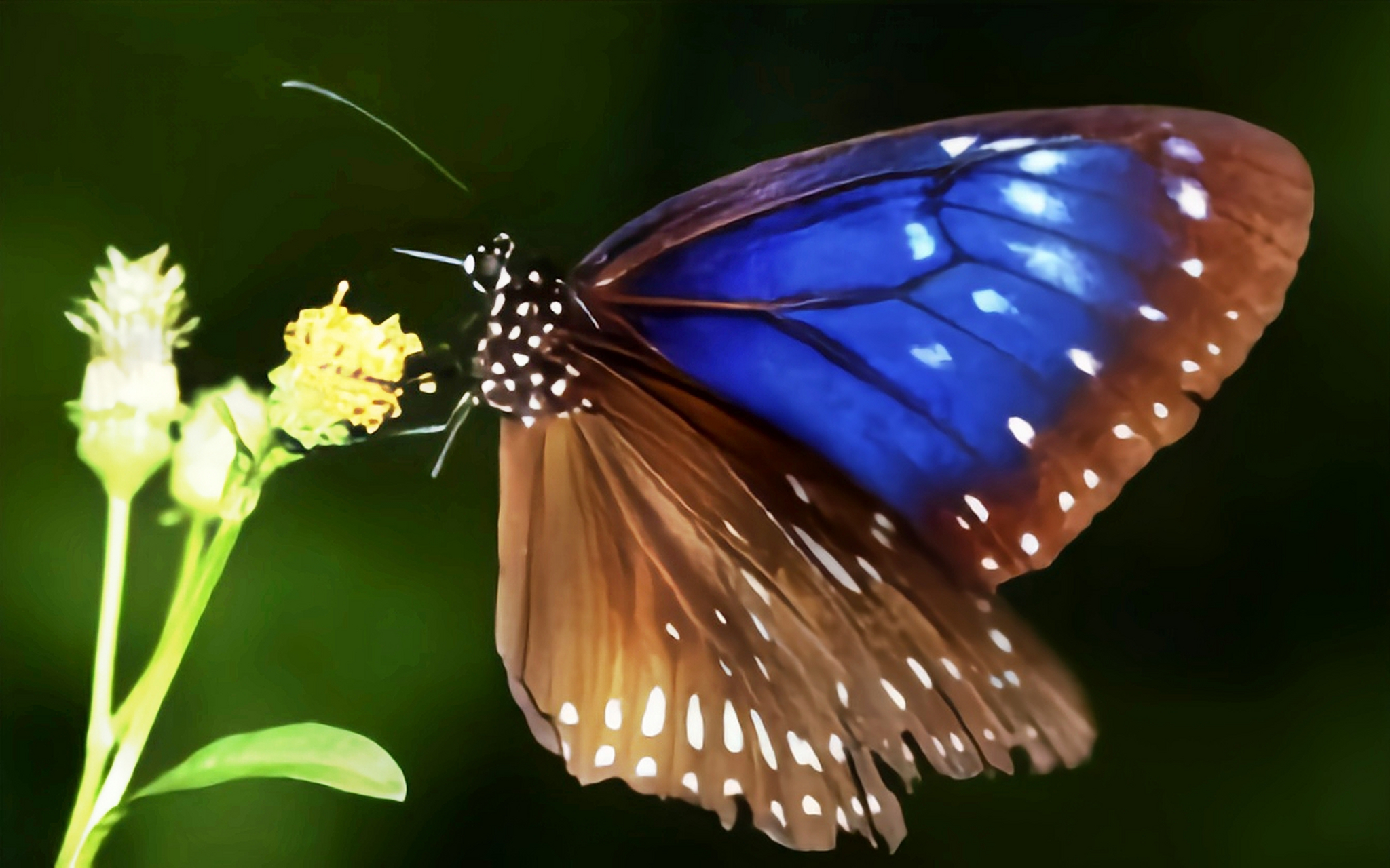 每天认识一种昆虫——异型紫斑蝶 异型紫斑蝶是紫斑碟属中型蝴蝶,它是