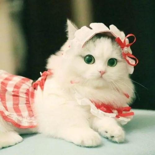 超萌宠物头像|爱宠物的人的最爱哦