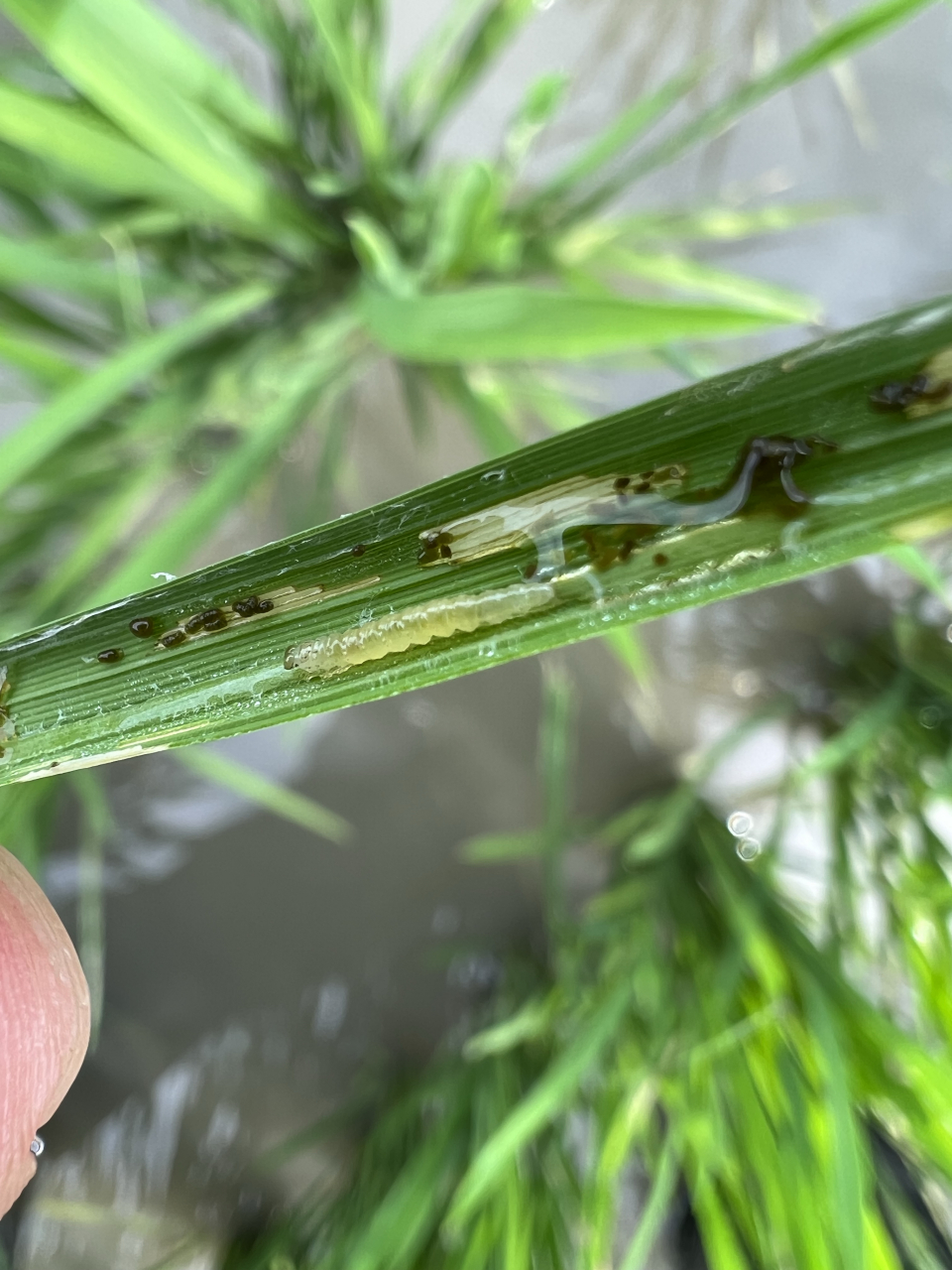 稻纵卷叶螟来了……,请欣赏高清图!