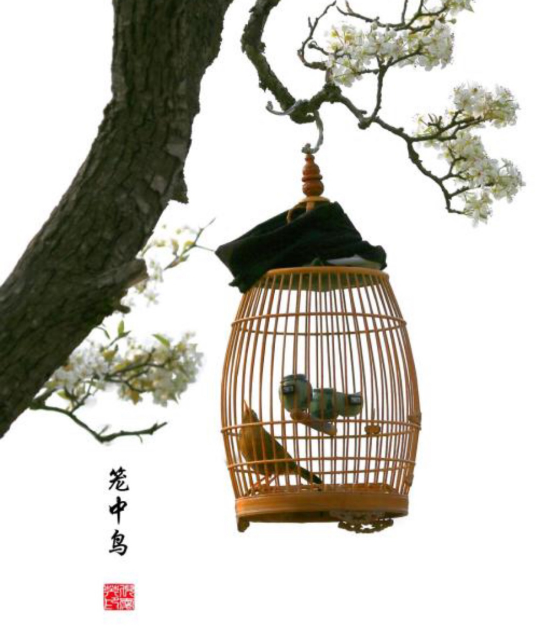 题笼中鸟 作者:郑万才 一自锁笼中,得居三两米.