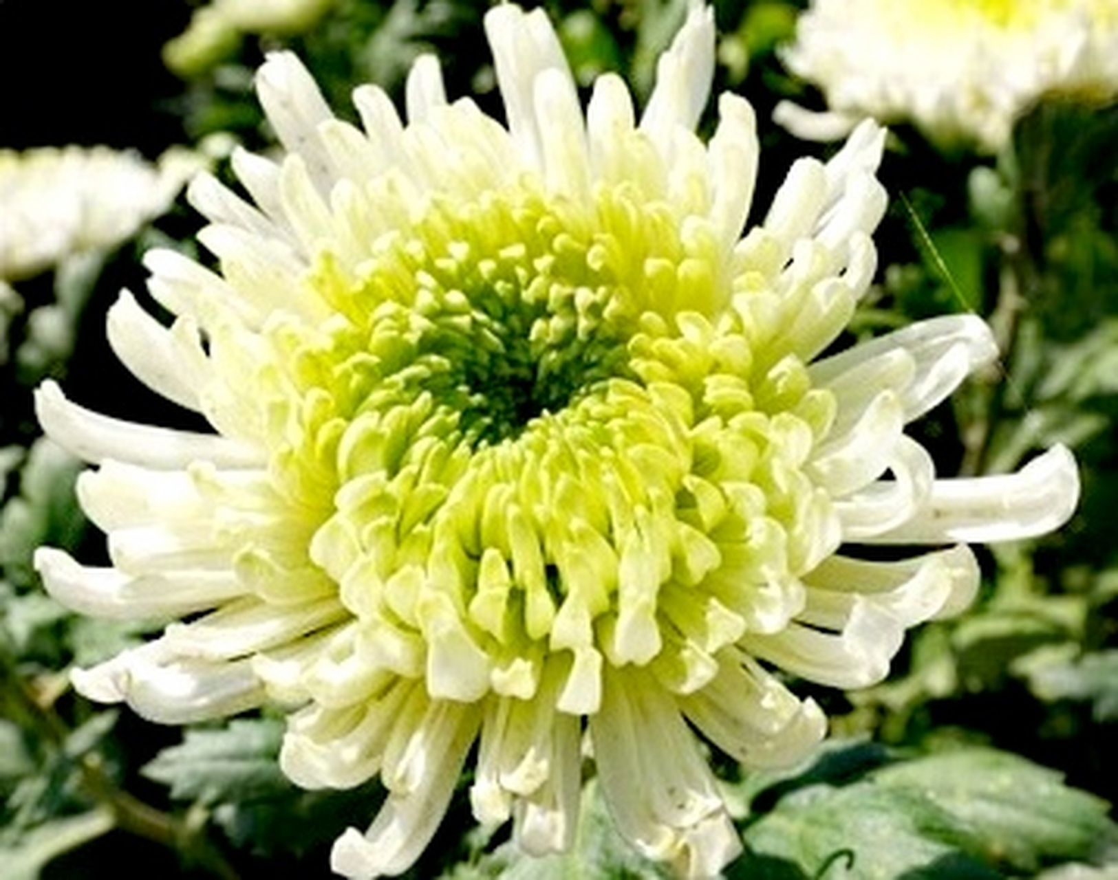 九月动态激励计划# 菊花——绿牡丹  绿牡丹花瓣多轮不露心,开皇北