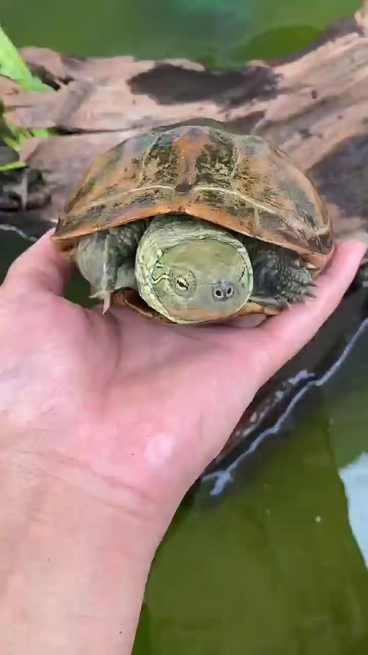 青头青鳞大母龟