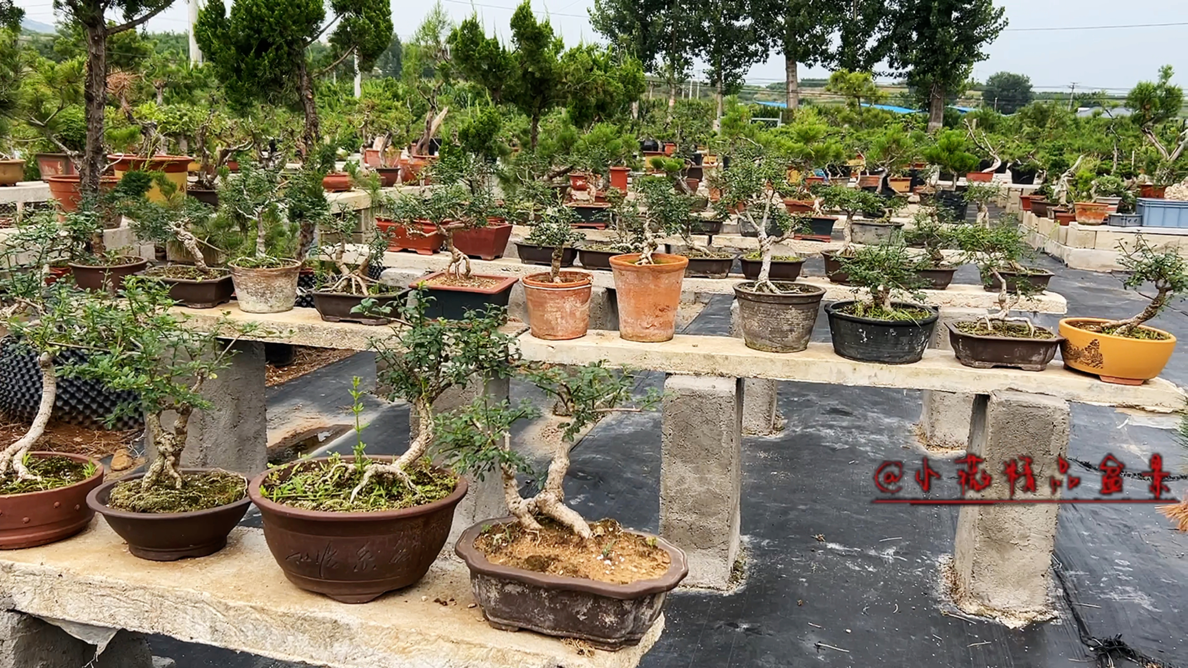 曾经天价的迎春盆景,如今已经跌入谷底,二百可以买棵非常好的