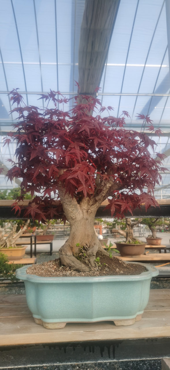 精品红枫盆景,适合别墅庭院种植