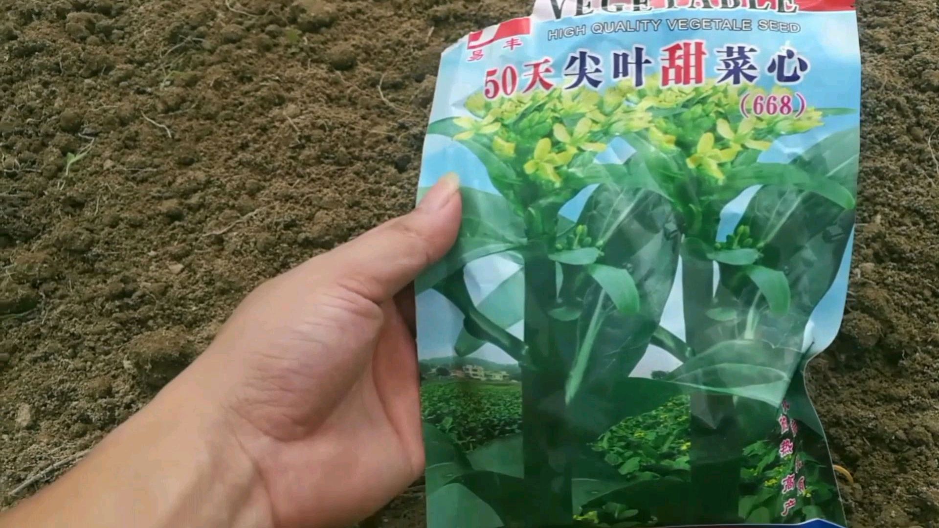 实拍广东尖叶,甜菜芯的种子播种全过程,希望大家喜欢!
