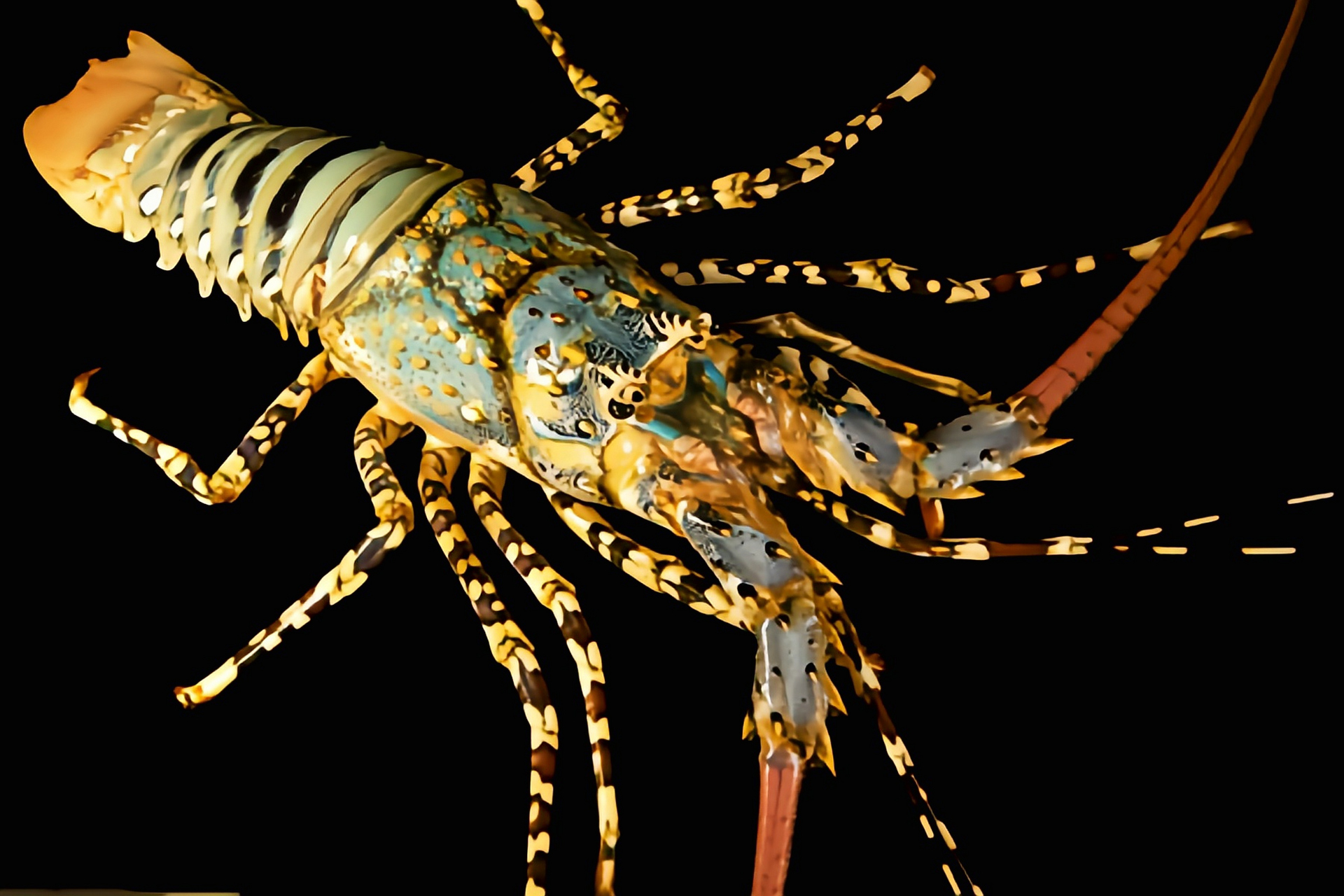 每天认识一种动物——中华锦绣龙虾 中华锦绣龙虾别名沙虾,彩龙虾,青