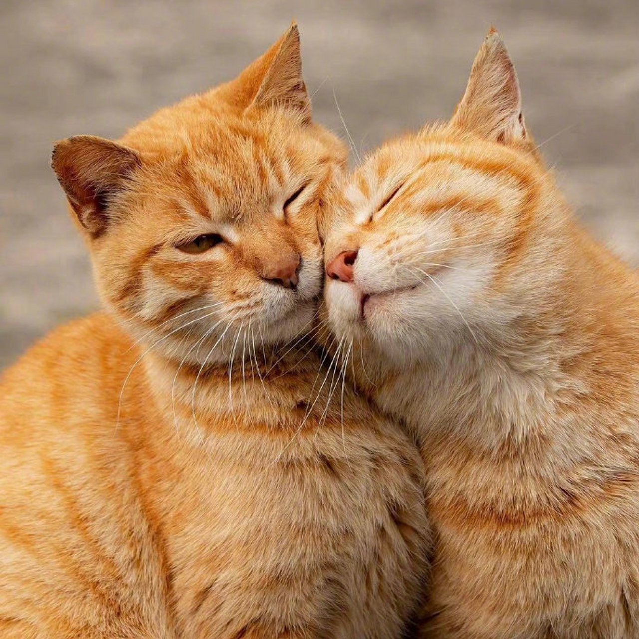 猫咪恋人 - simabossneko 67