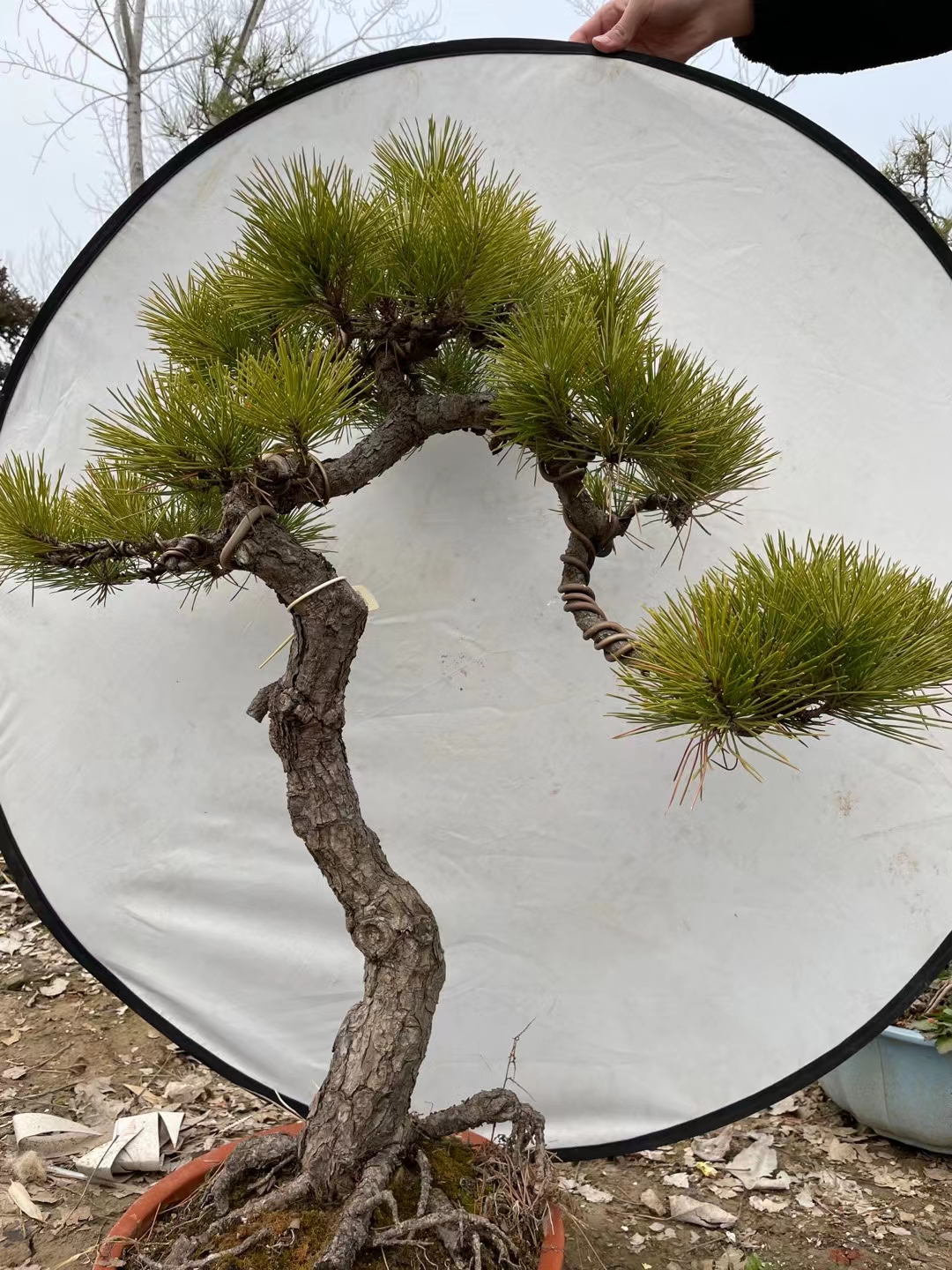 山采爆皮大黑松