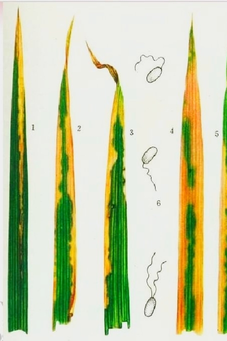 水稻白叶枯病病原类型图片