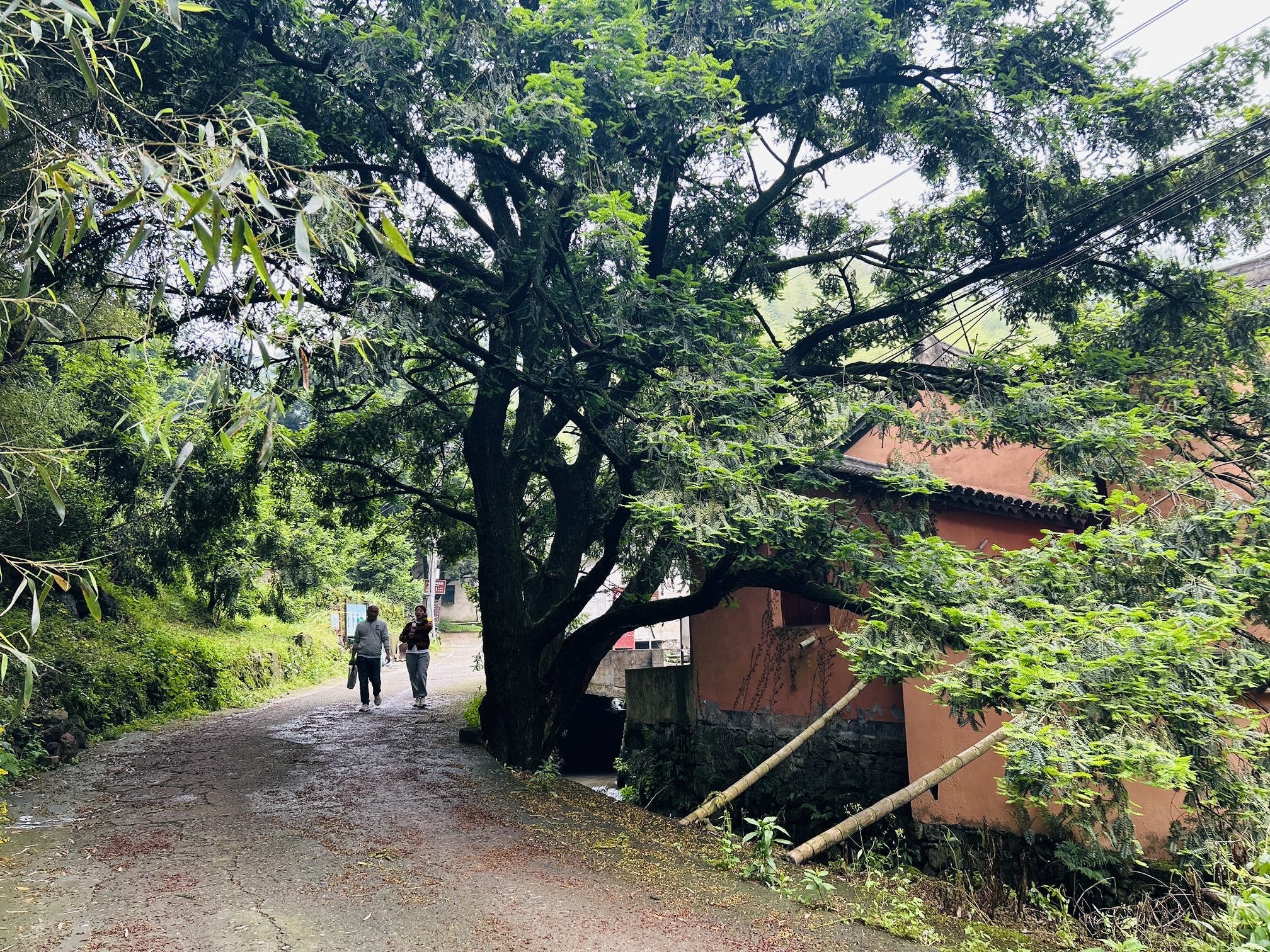 于稽东观千年香榧树