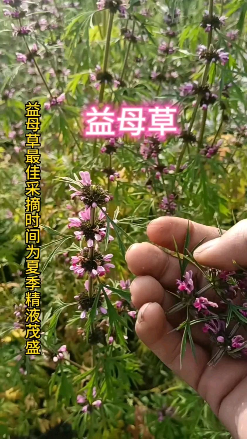 益母草的花功效相当好