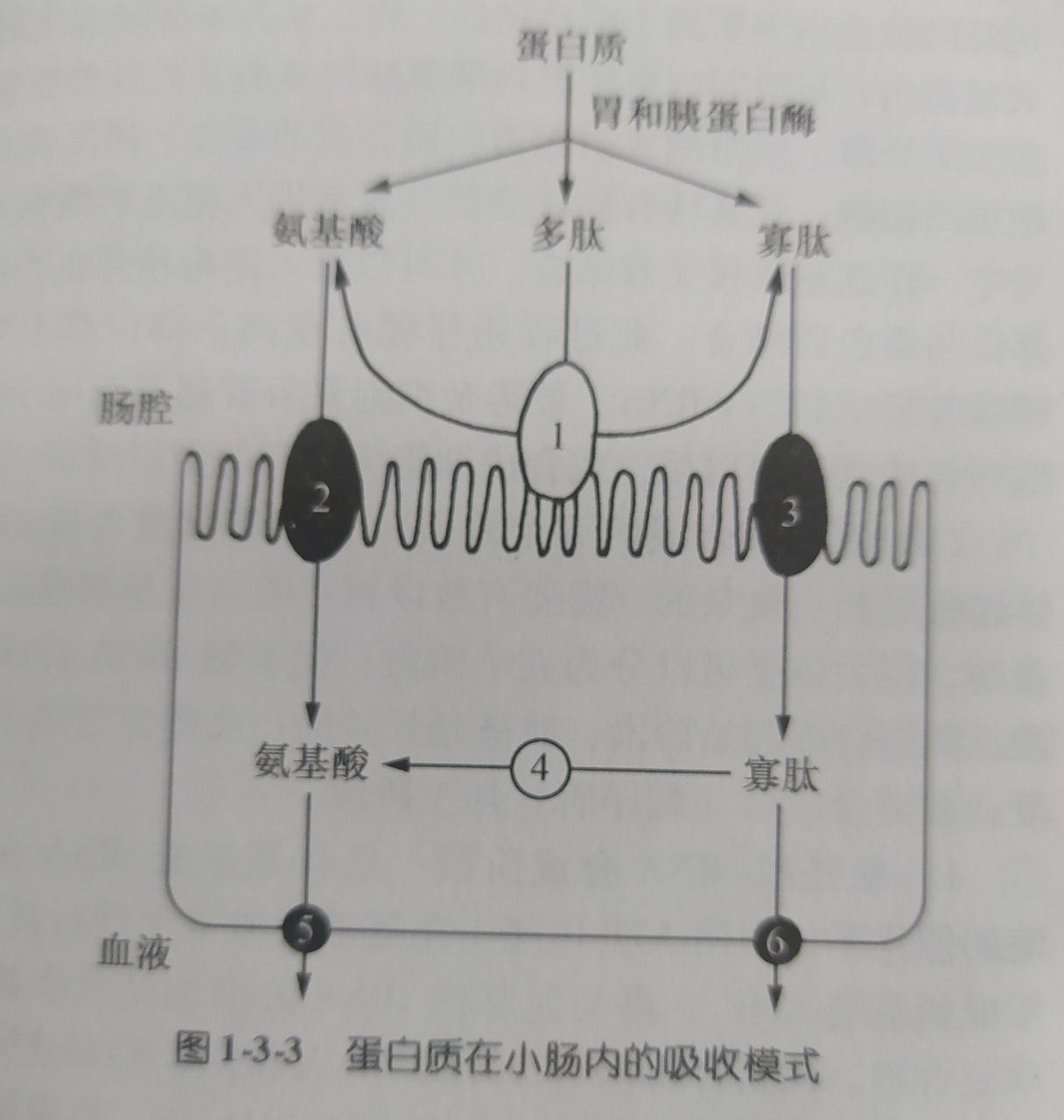 蛋白质一一在小肠内的消化过程,吸收模式