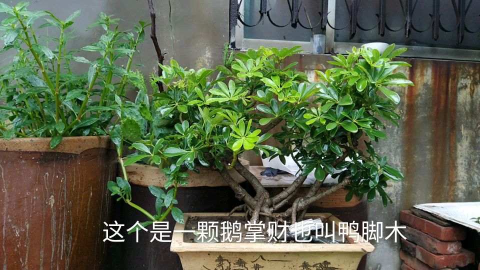 河南小侯养了30种花卉盆栽植物,带大家认识下,你都喜欢哪一种?