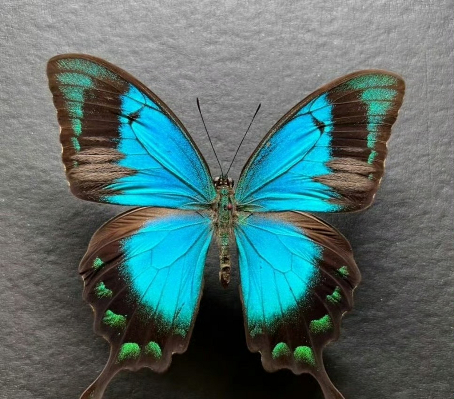 五斑翠凤蝶为日行蝴蝶,喜欢在花园,公园,森林等地方活动.