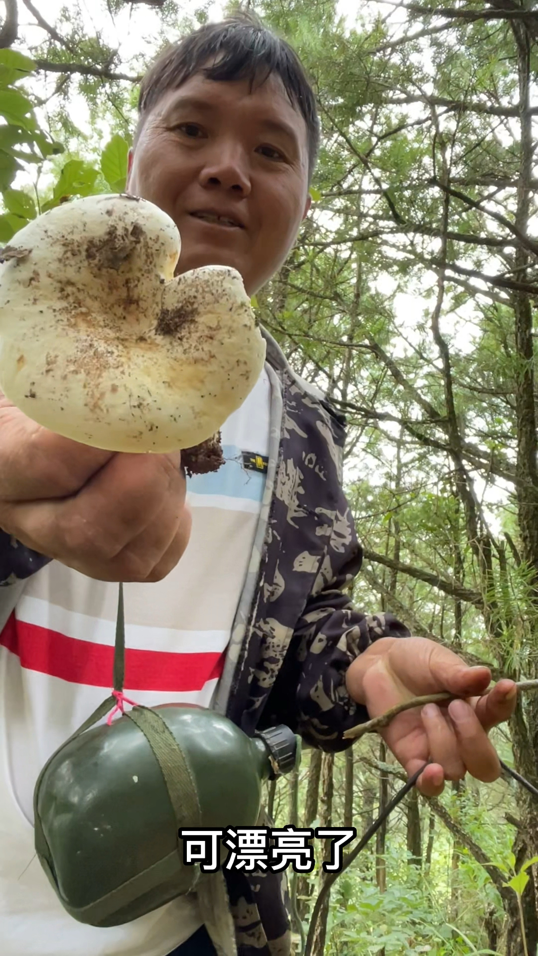 云南灰灰菌吃过吗?成片的长,太漂亮了