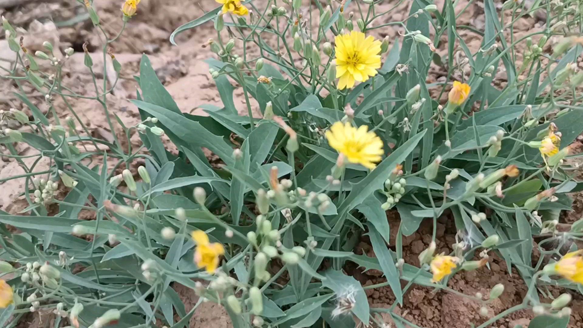 农村常见植物苦荬菜,有人拿来煮水喝,了解下它的用途吧