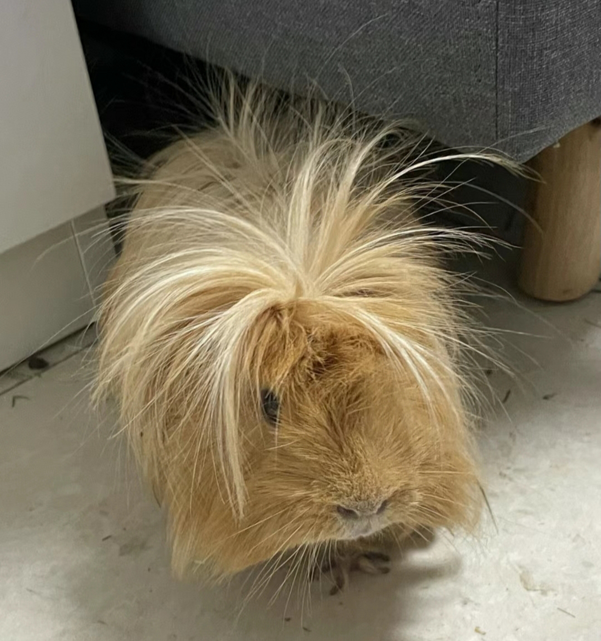 一只刚睡醒的荷兰猪,披头散发的样子太可爱了!