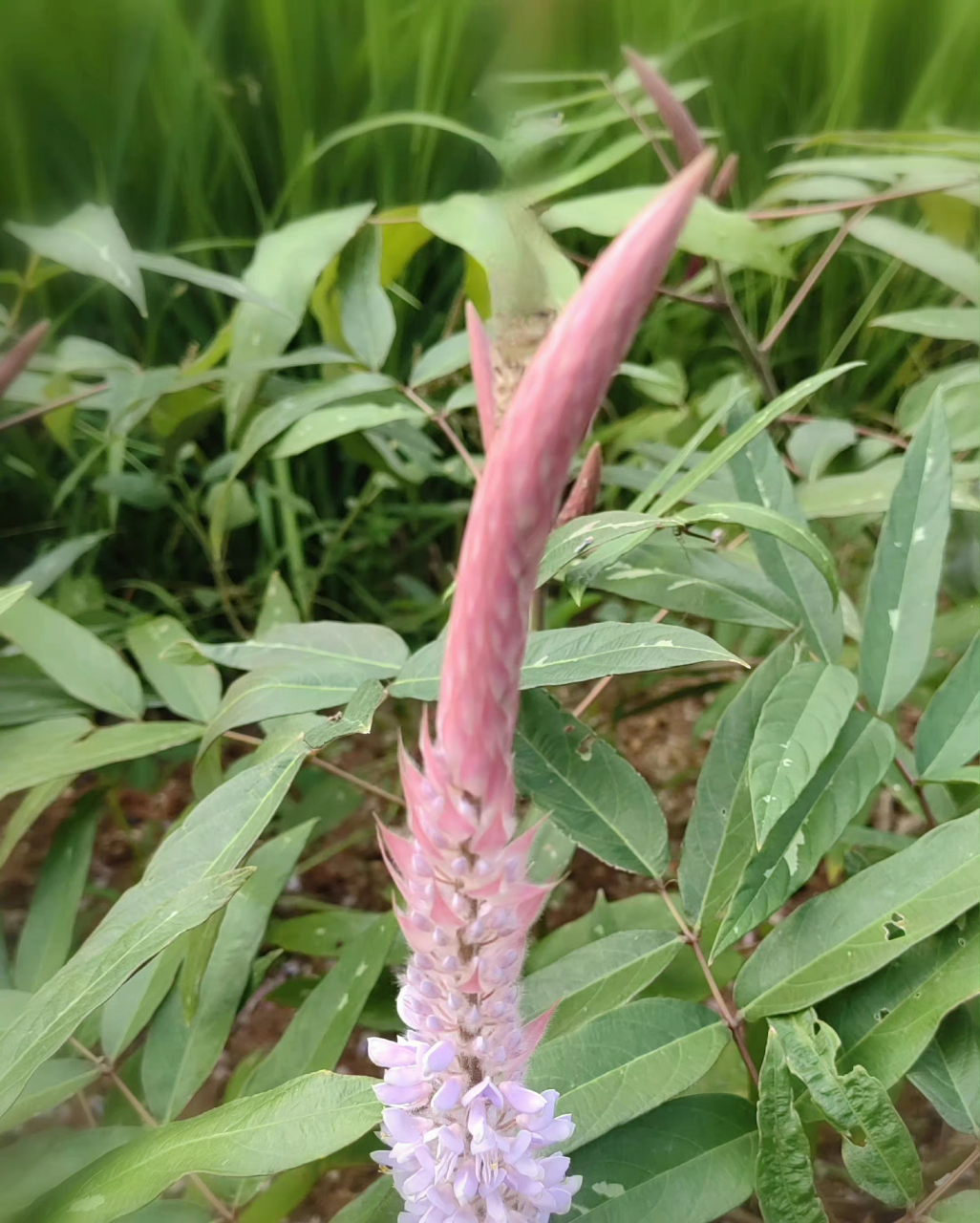 美花狸尾豆:又称美花兔尾草,花瓣蝶形紫粉色,根叶和全草药用,花如兔尾