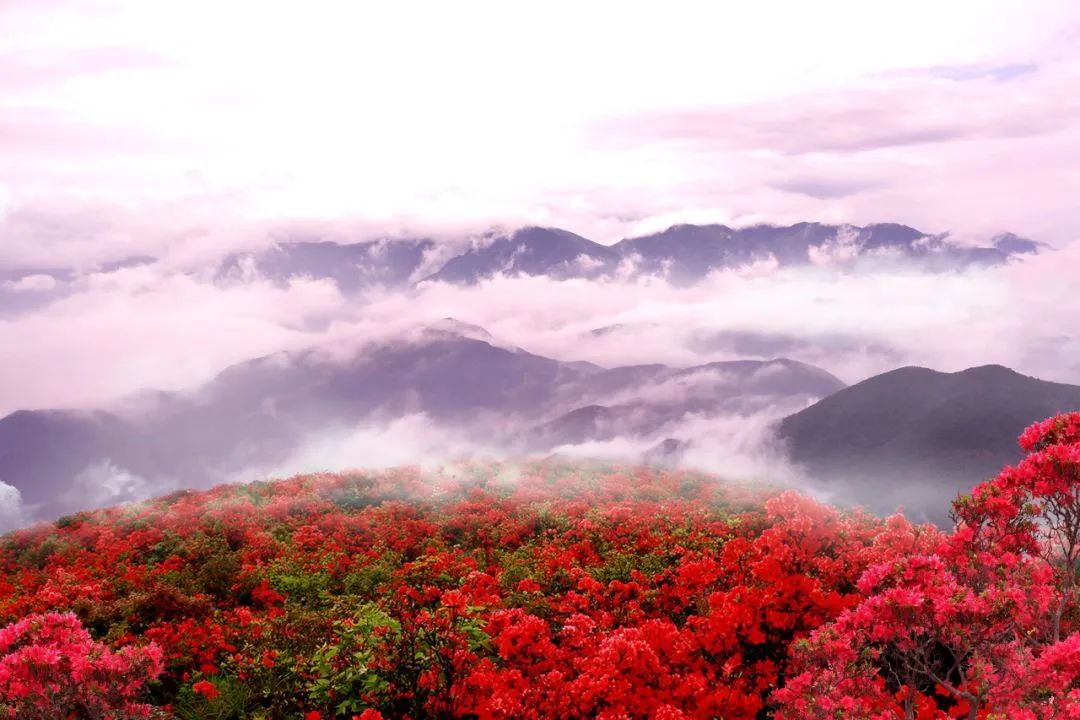 美丽余杭之百丈杜鹃节