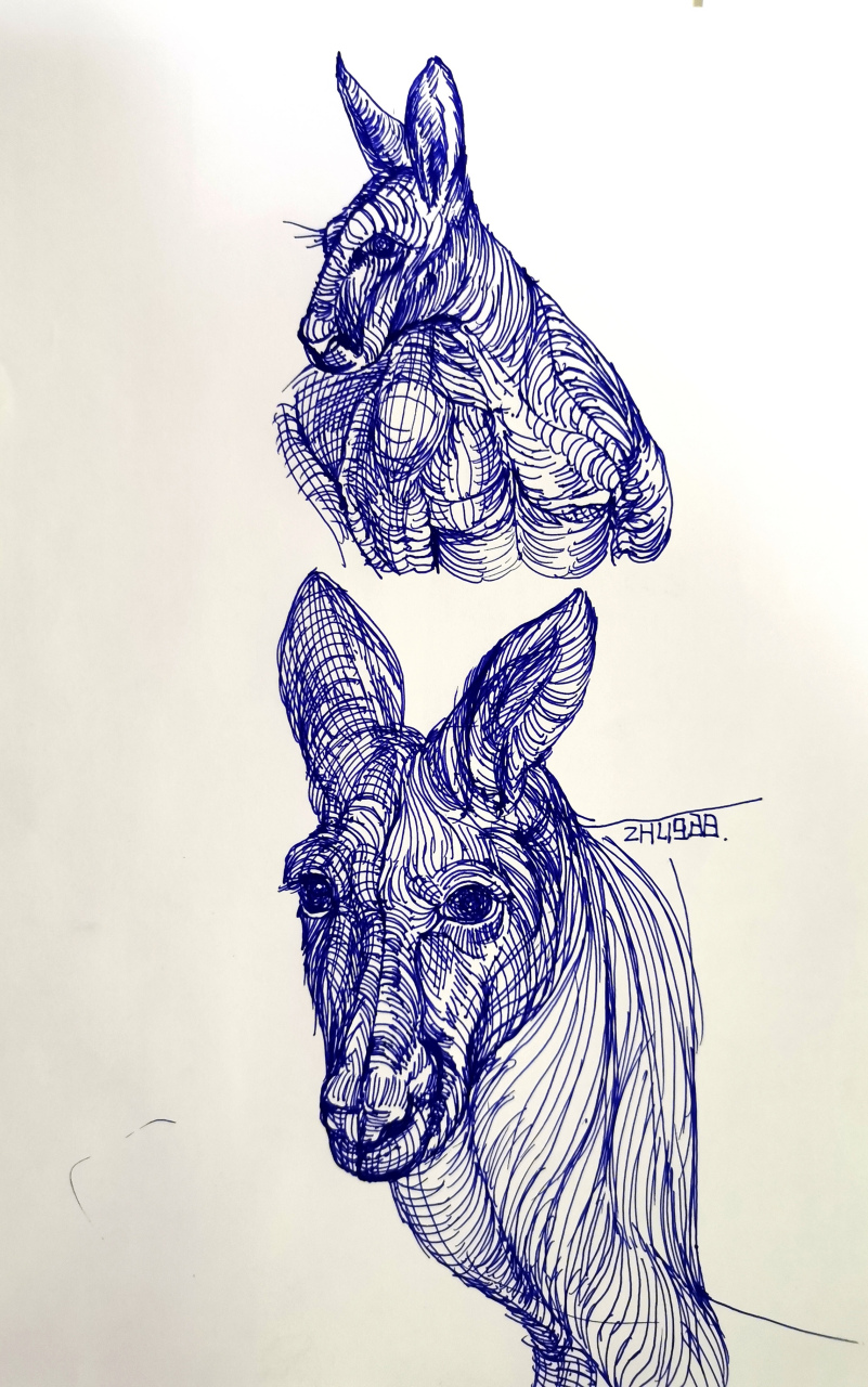 袋鼠线描 #袋鼠线描# #动物线描