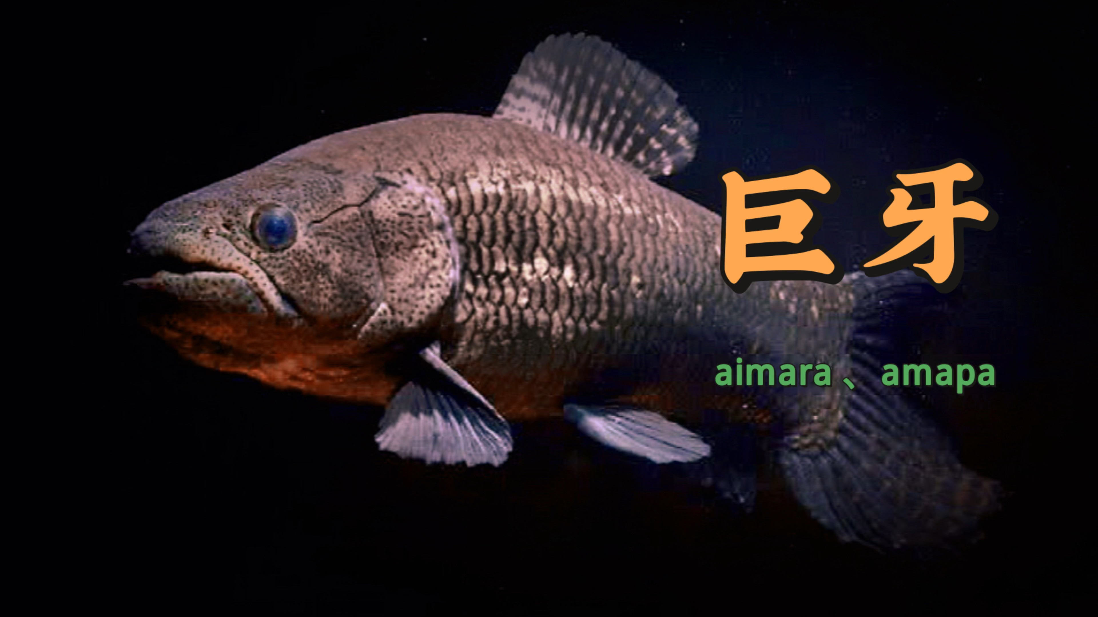 流域种/原始战神巨牙鱼