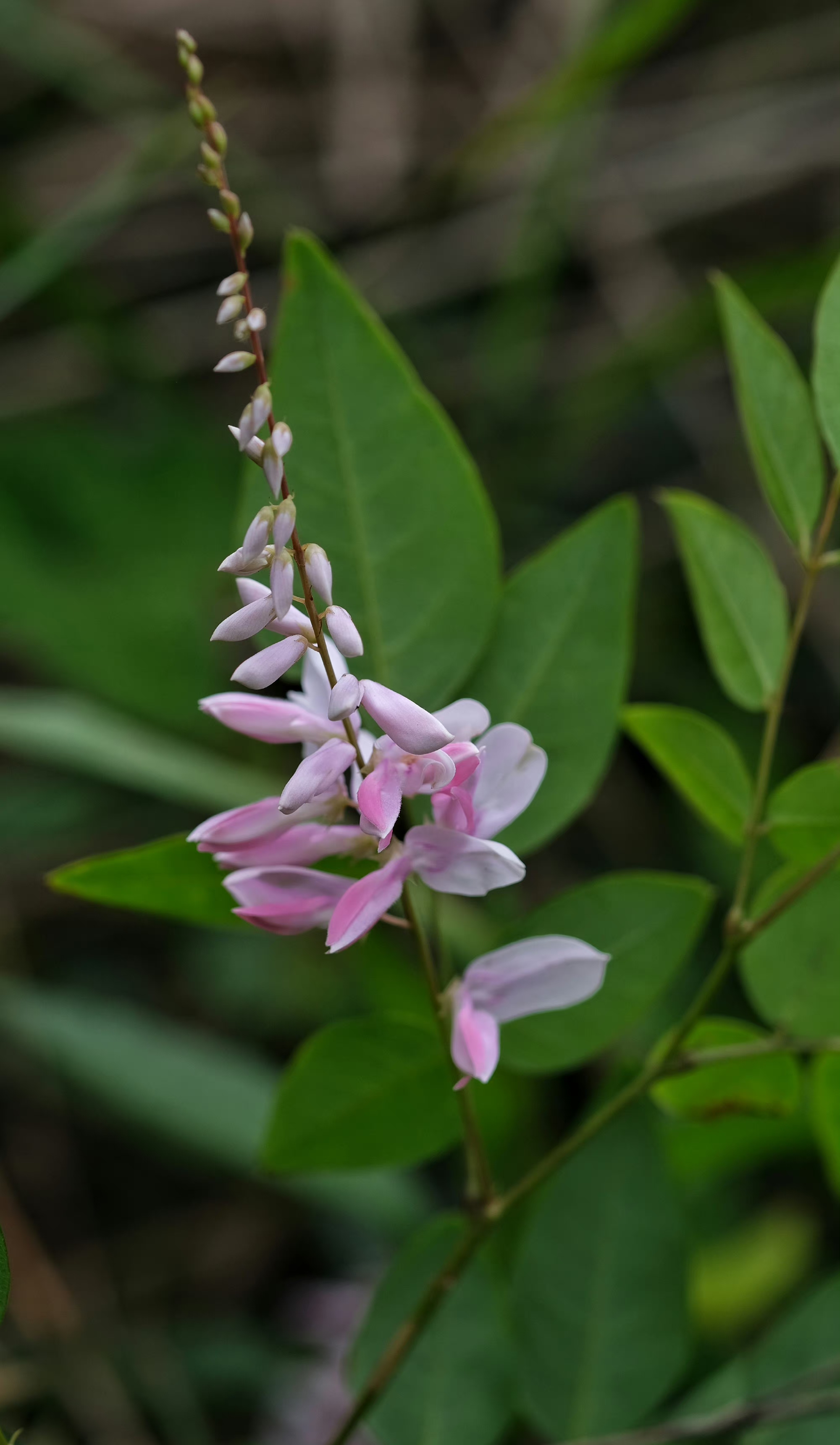 庭藤 豆科木蓝属你好植物