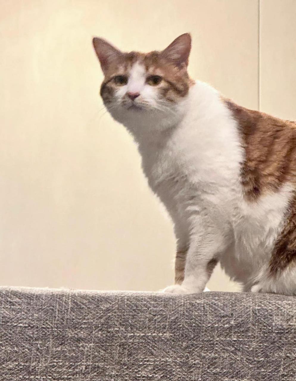 猫咪:我真没吃啊,你别不信,你看看我真诚的眼神