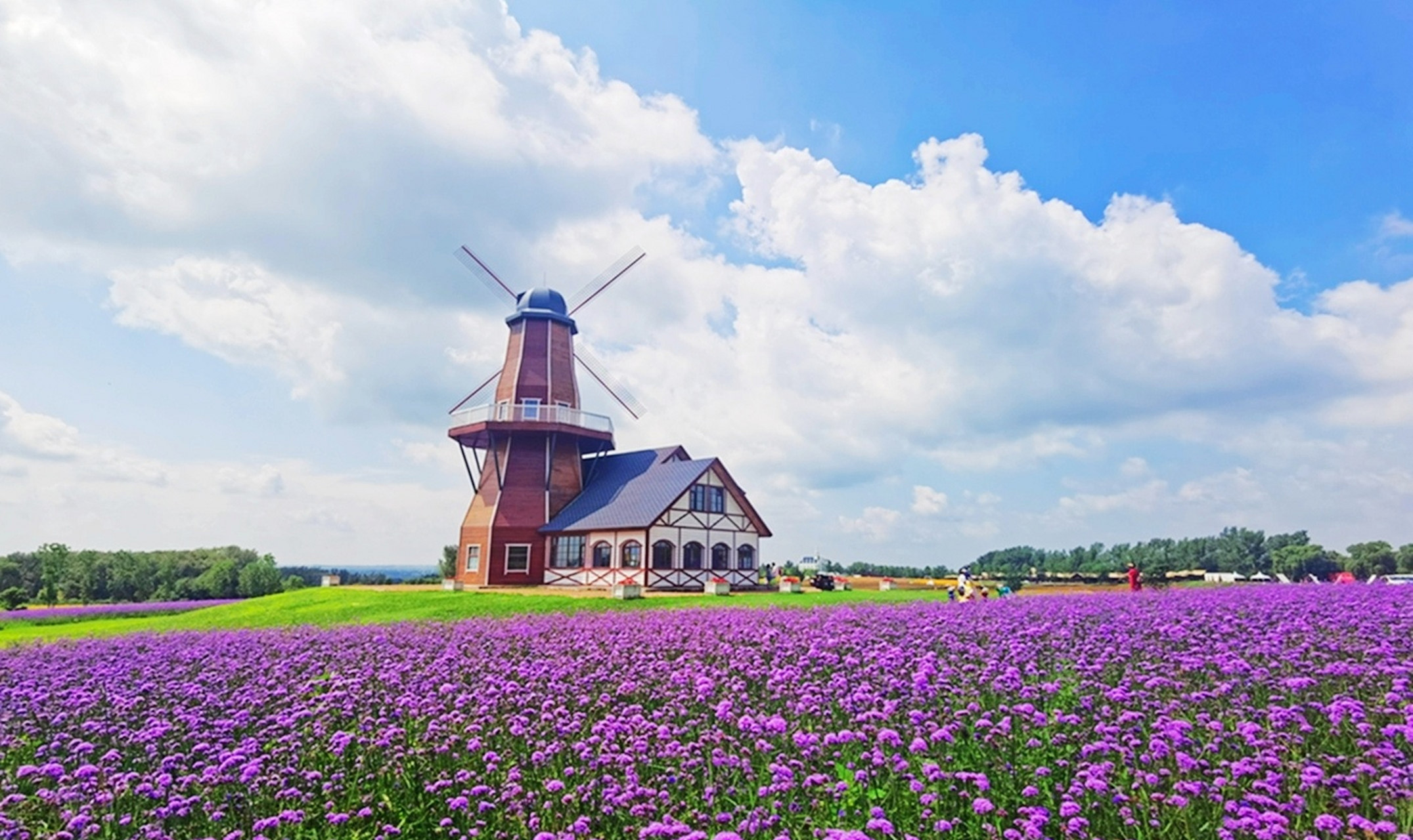 来到哈尔滨的大花园——普罗旺斯薰衣草庄园轻松游览,一望无际的花海