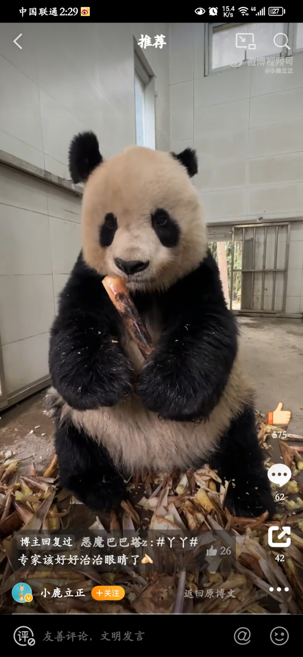 快来看,已经31岁的大熊猫高高,吃饭的样子太香了,它扔掉的竹笋都比